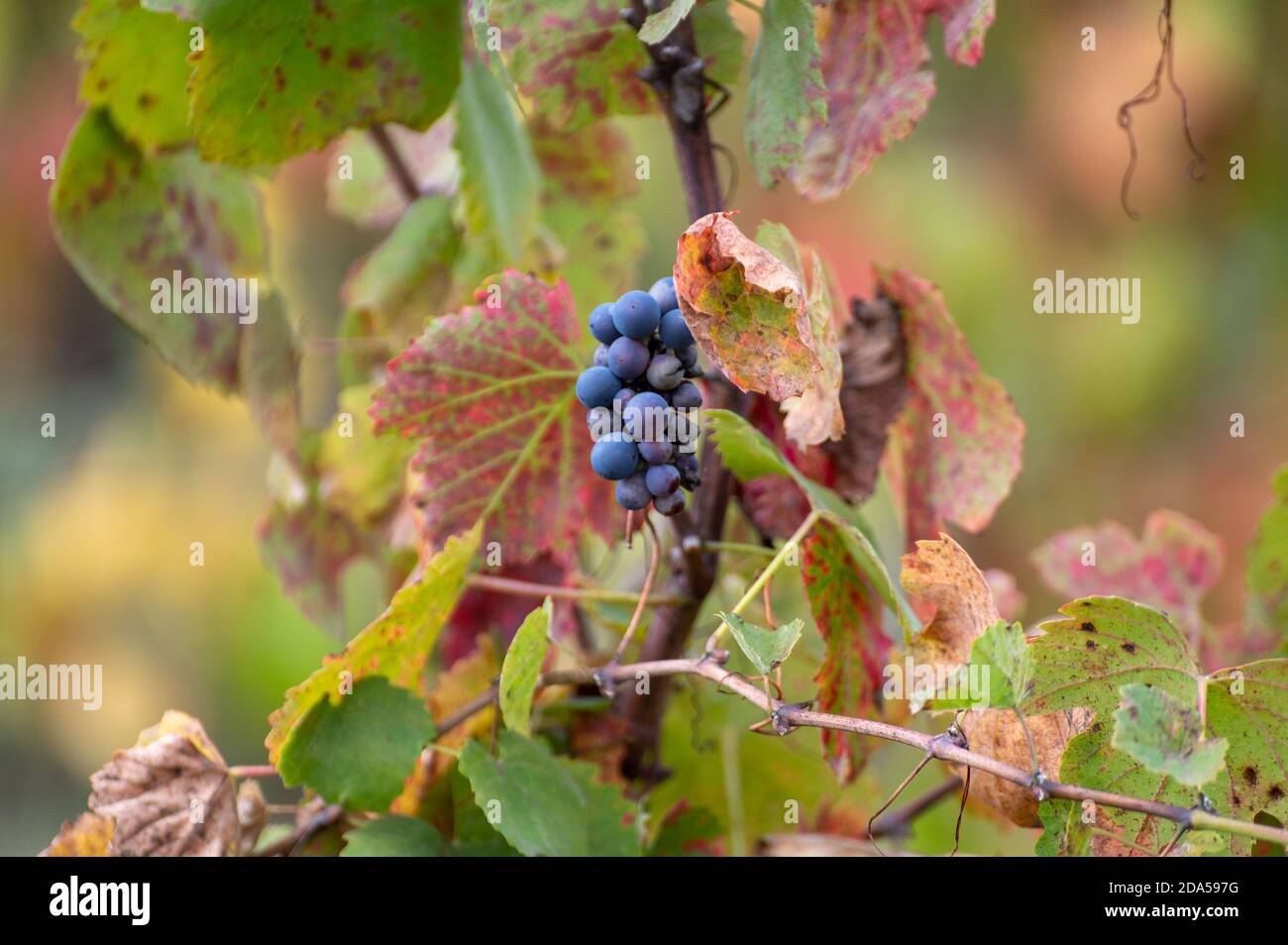 Bunte Blätter und reife schwarze Trauben auf terrassenförmig angelegten Weinbergen des Douro-Flusstal bei Pinhao im Herbst, Portugal, aus nächster Nähe Stockfoto