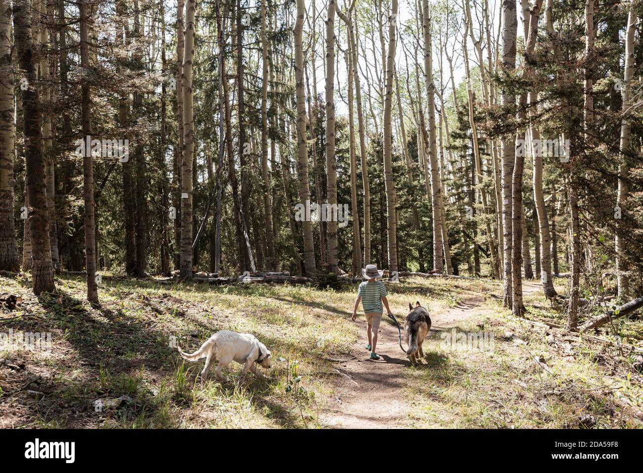 7 Jahre alter Junge zu Fuß seinen Hund im Wald von Aspen Bäume Stockfoto