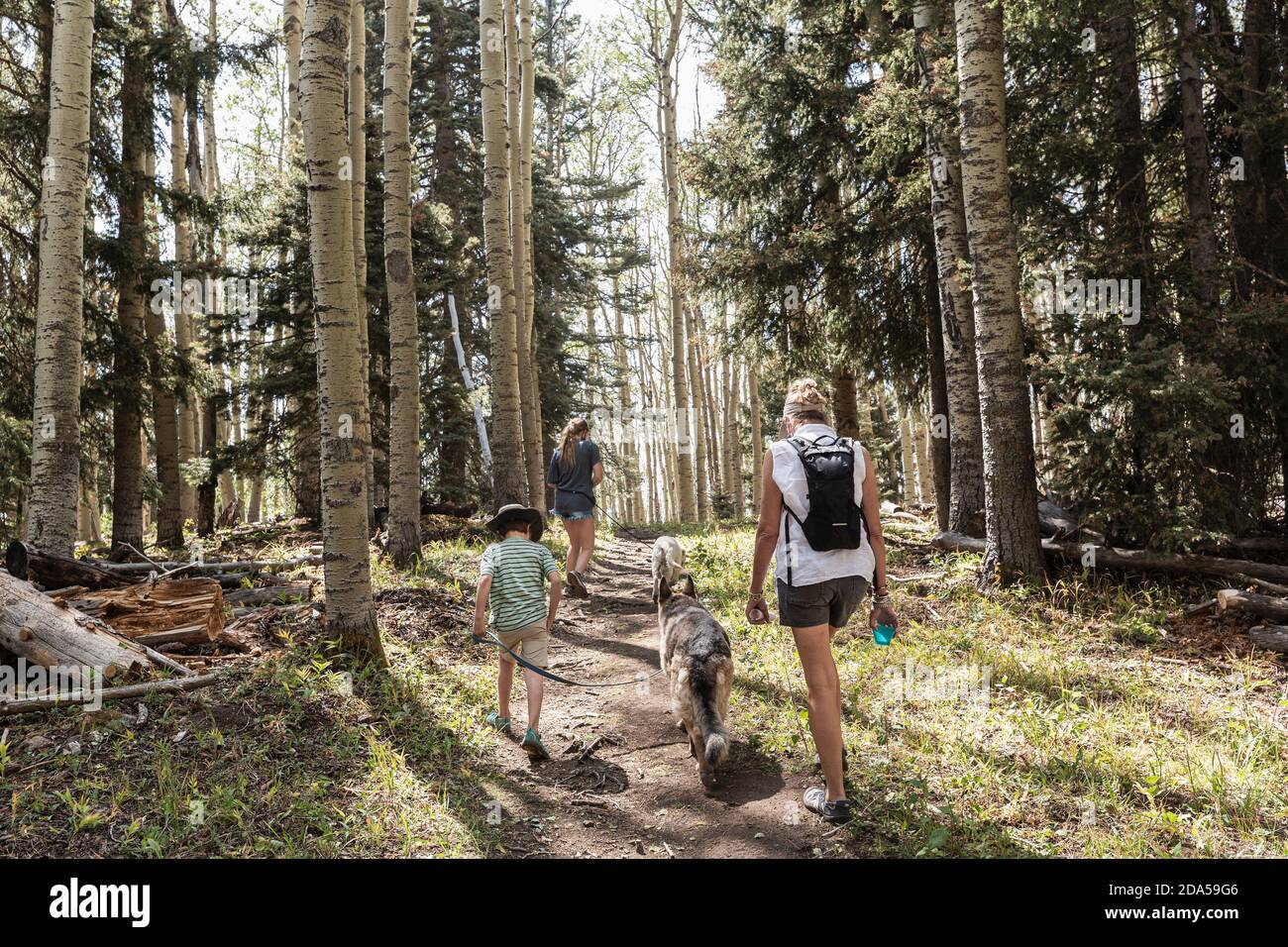 Familienwanderung in einem Wald von Aspen Bäumen Stockfoto