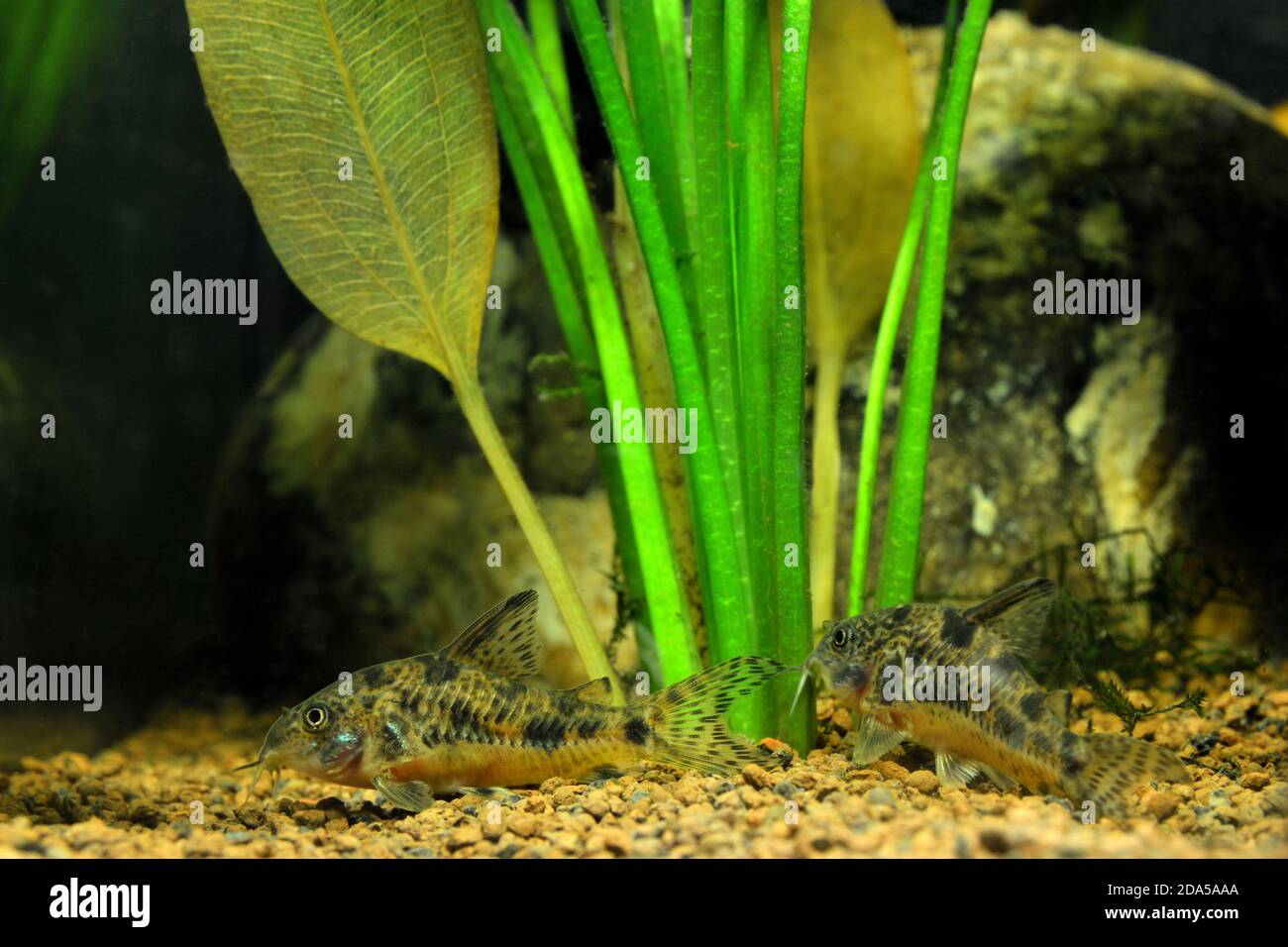 Corydoras Fische vor Wasserpflanzen. Dies ist ein Süßwasserwels und Flussfisch. Stockfoto