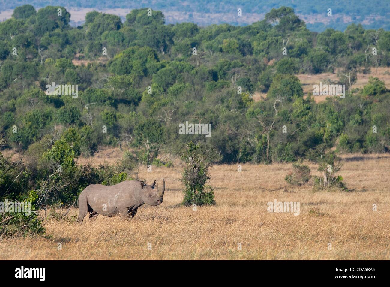Afrika, Kenia, Laikipia Plateau, Northern Frontier District, Ol Pejeta Conservancy. Schwarzes Nashorn (WILD: Diceros bicornis) alias Hakenlipped, Critica Stockfoto