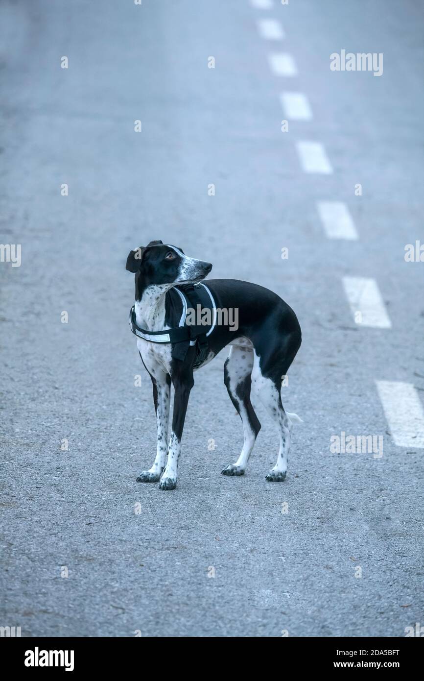 Low Color Foto von kleinen Greyhound in der Mitte von Graue Straße mit weißen Streifen auf der rechten Seite mit viel Des Kopierbereichs Stockfoto