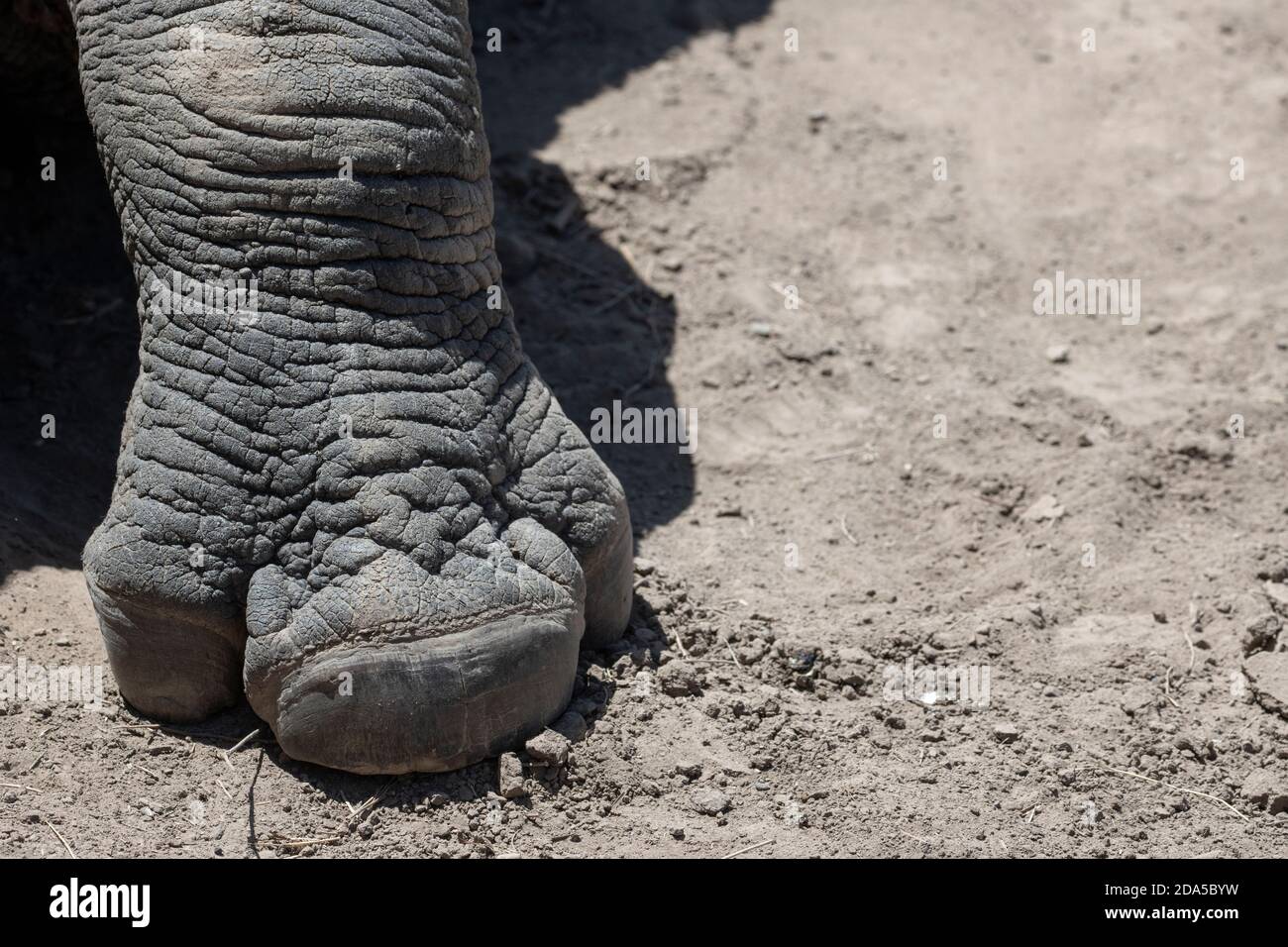 Afrika, Kenia, Laikipia Plateau, Ol Pejeta Conservancy. Schwarzes Nashorn (WILD: Diceros bicornis), auch bekannt als Hakenlipped, vom Aussterben bedrohte Art. Fuß Stockfoto