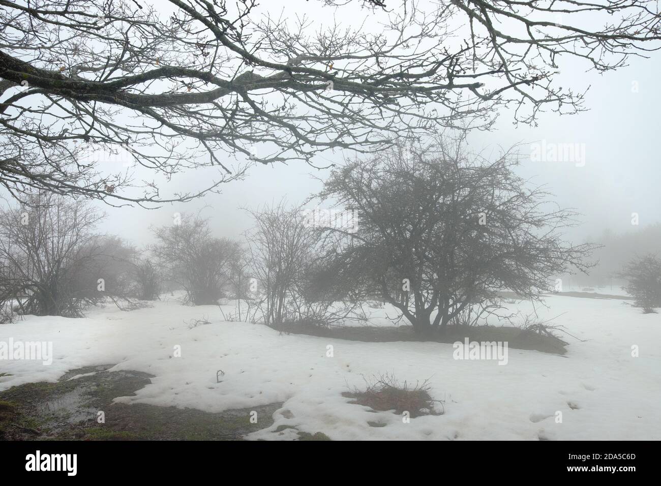 Dornige Sträucher und Sträucher im nebligen und winterlichen Nebrodi Park, Sizilien Stockfoto