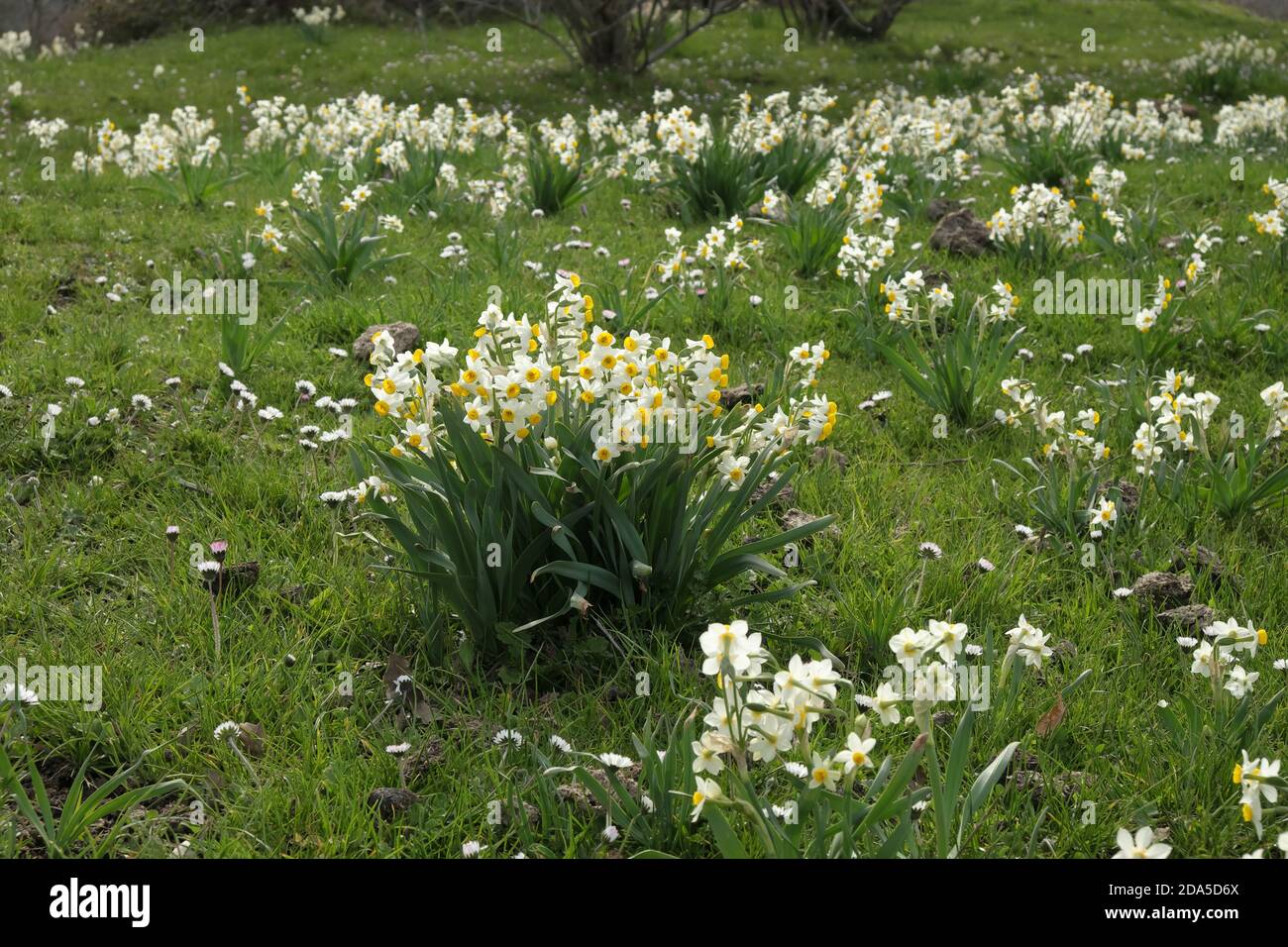 Wilde Narzissen im Nebrodi Park, Sizilien Stockfoto