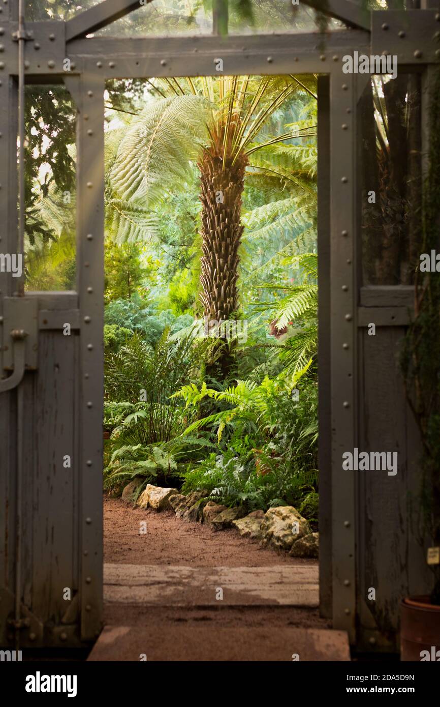 Vintage Stahl und Glastür im Gewächshaus mit üppigen Pflanzen. Blick auf altes tropisches Gewächshaus mit immergrünen Pflanzen, Sonnenlicht Stockfoto