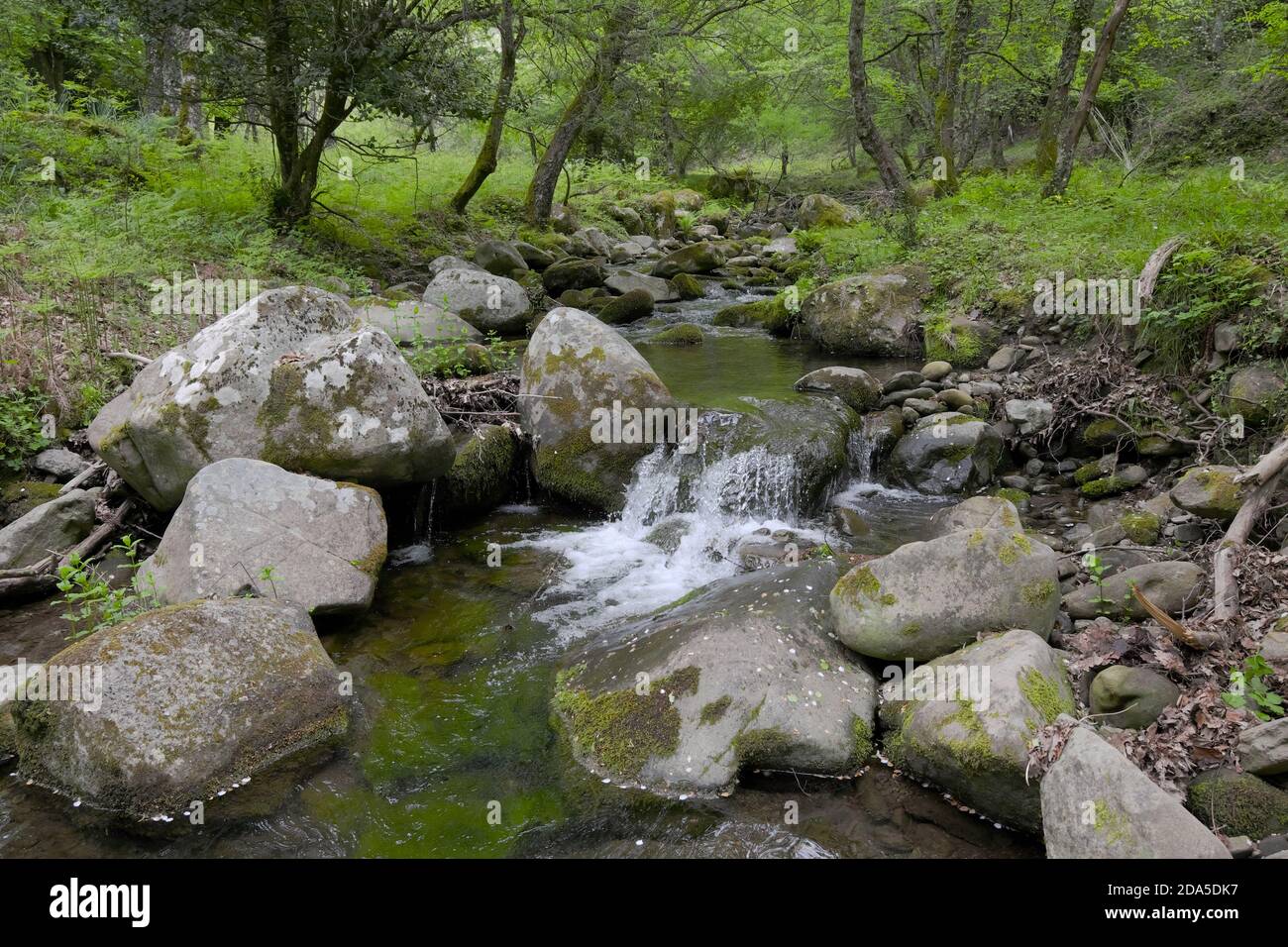 Mountain Licopeti Creek in Malabotta Wood, Sizilien Stockfoto