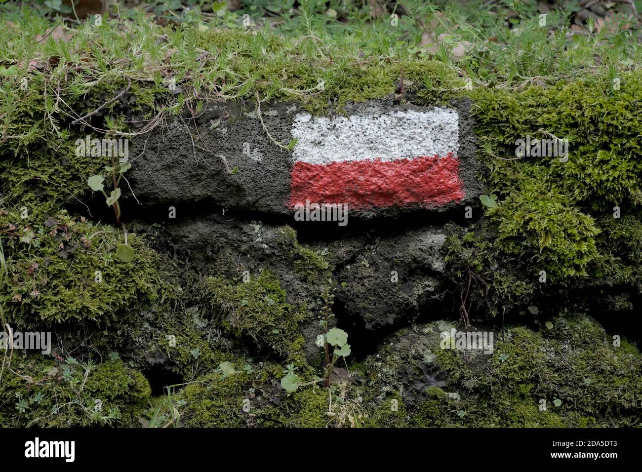 Rote und weiße horizontale Streifen markieren auf moosigen vulkanischen Felsen im Ätna Park, Sizilien Stockfoto