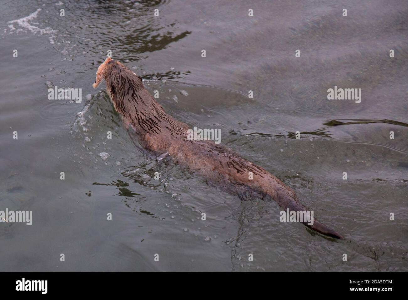 Der norwegische Otter Lutra lutra ist ein semi-aquatischer Fleischfresser im Mustelidae gefunden entlang der norwegischen Küste und entlang Flüsse führen Bis zu den Fjorden Stockfoto