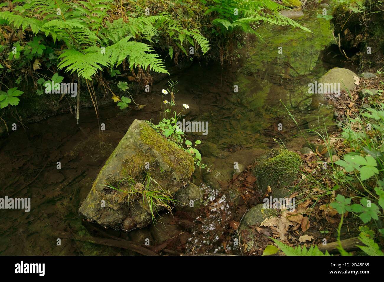 Weiße wilde Gänseblümchen auf moosigen Steinen in kleinen Teich umgeben von Farnen in Malabotta Wood, Sizilien Stockfoto