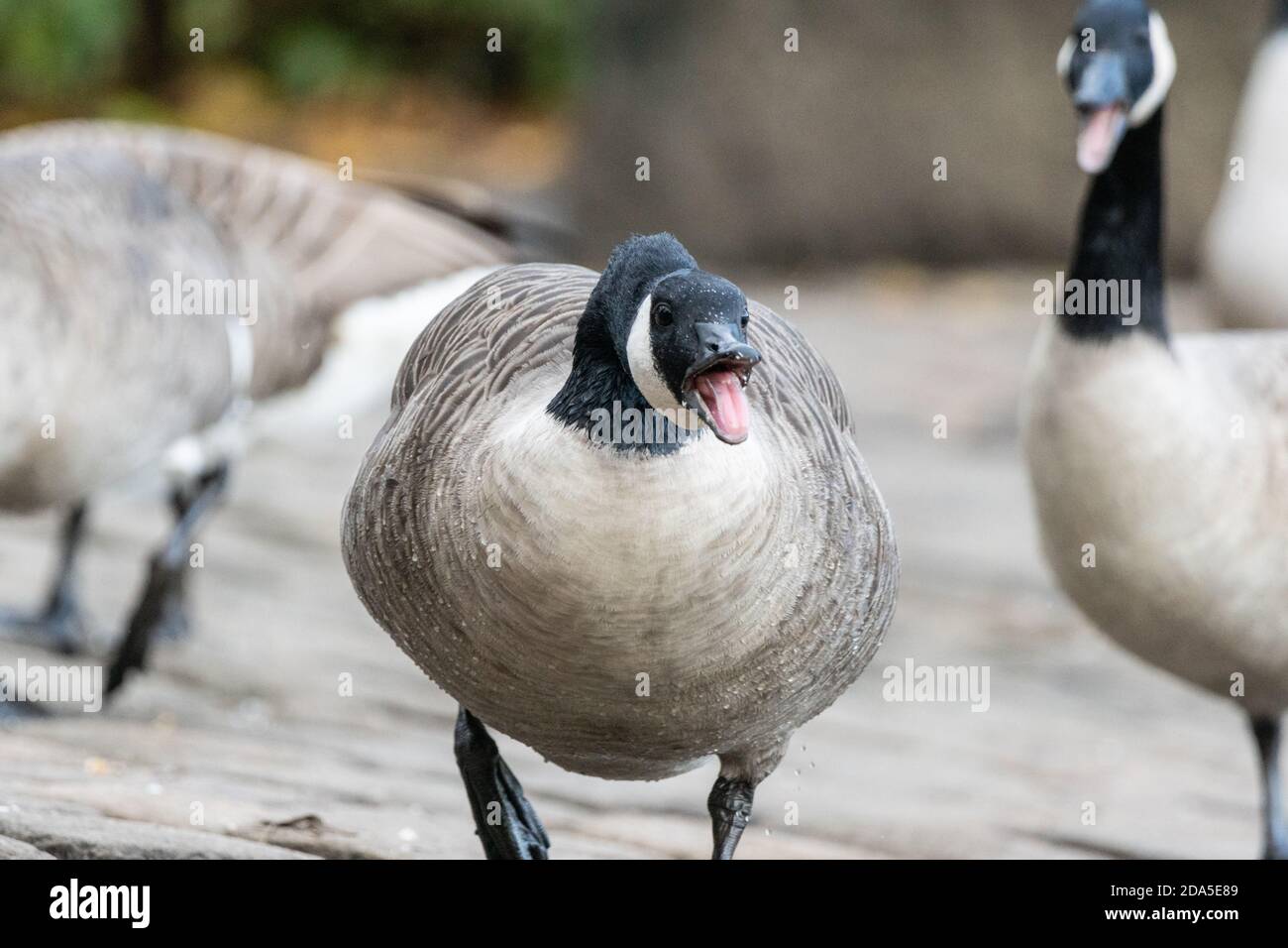 Goose tongue Fotos und Bildmaterial in hoher Auflösung Alamy