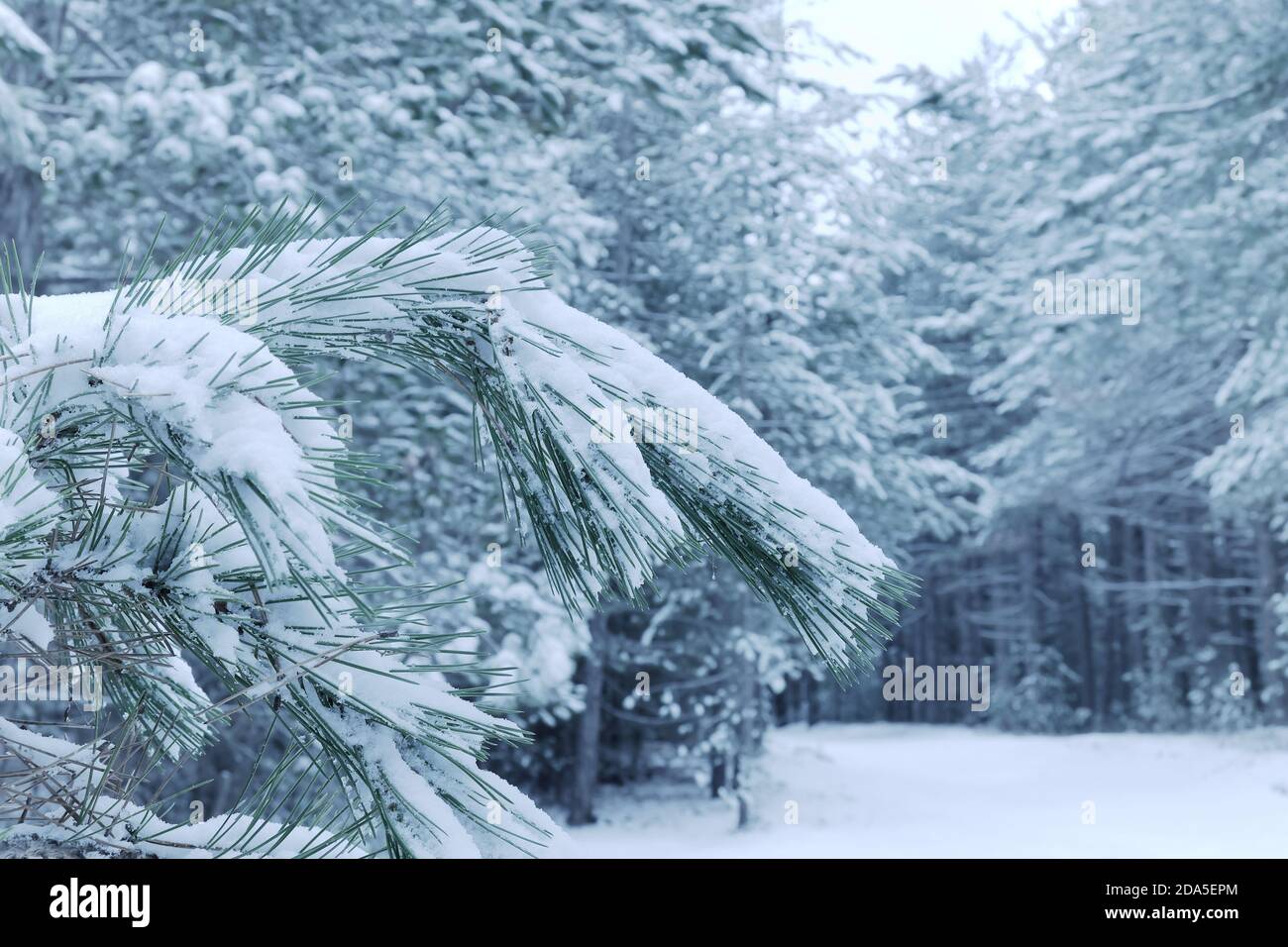 Schnee auf den Nadeln der Kiefer im Winter Ätna Park, Sizilien Stockfoto