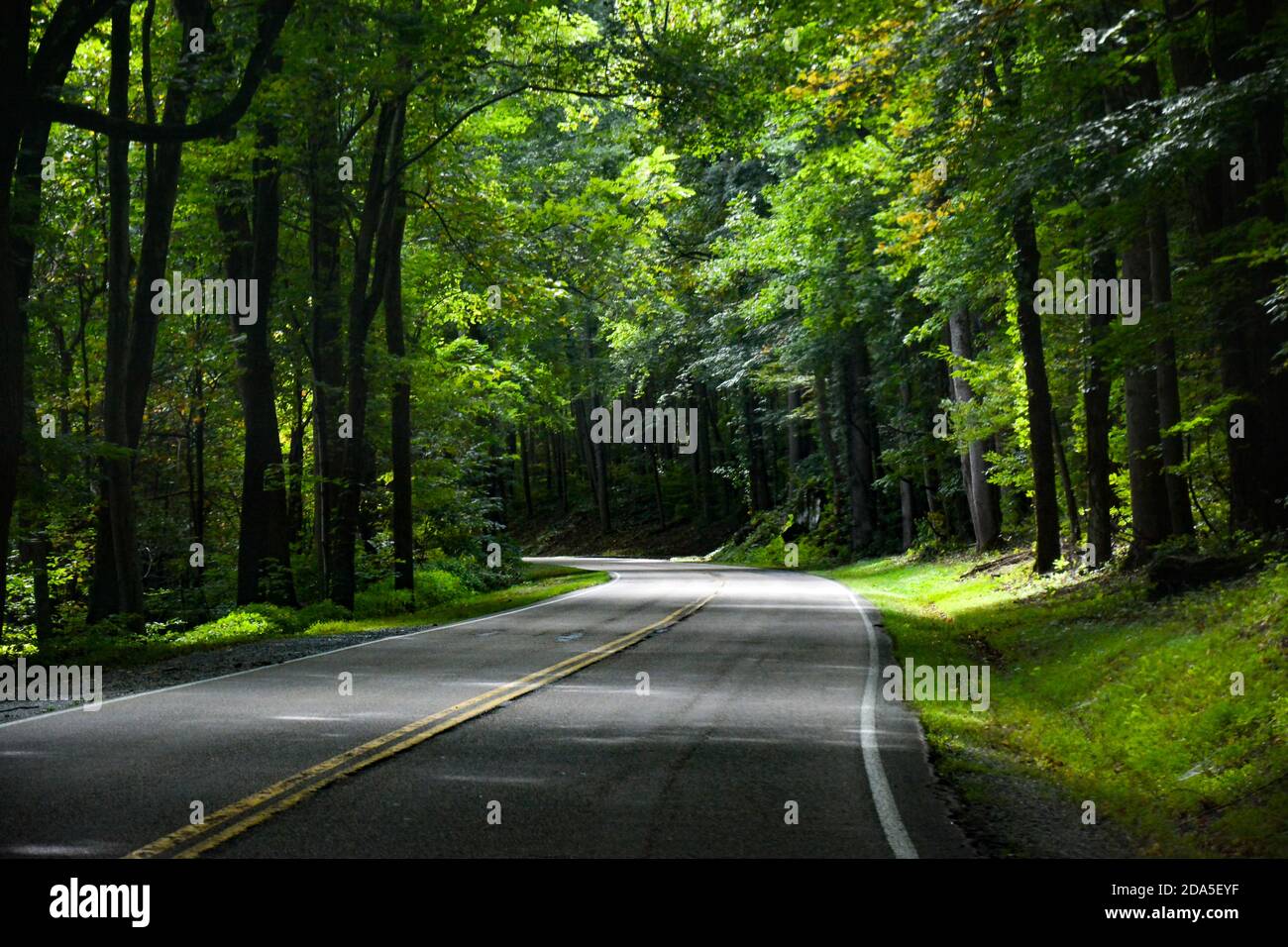 Blacktop in East Tennessee mit doppelter gelber Linie nach der Kurve in der Straße nach oben in einem stark bewaldeten Bereich in den Smoky Mountains Stockfoto