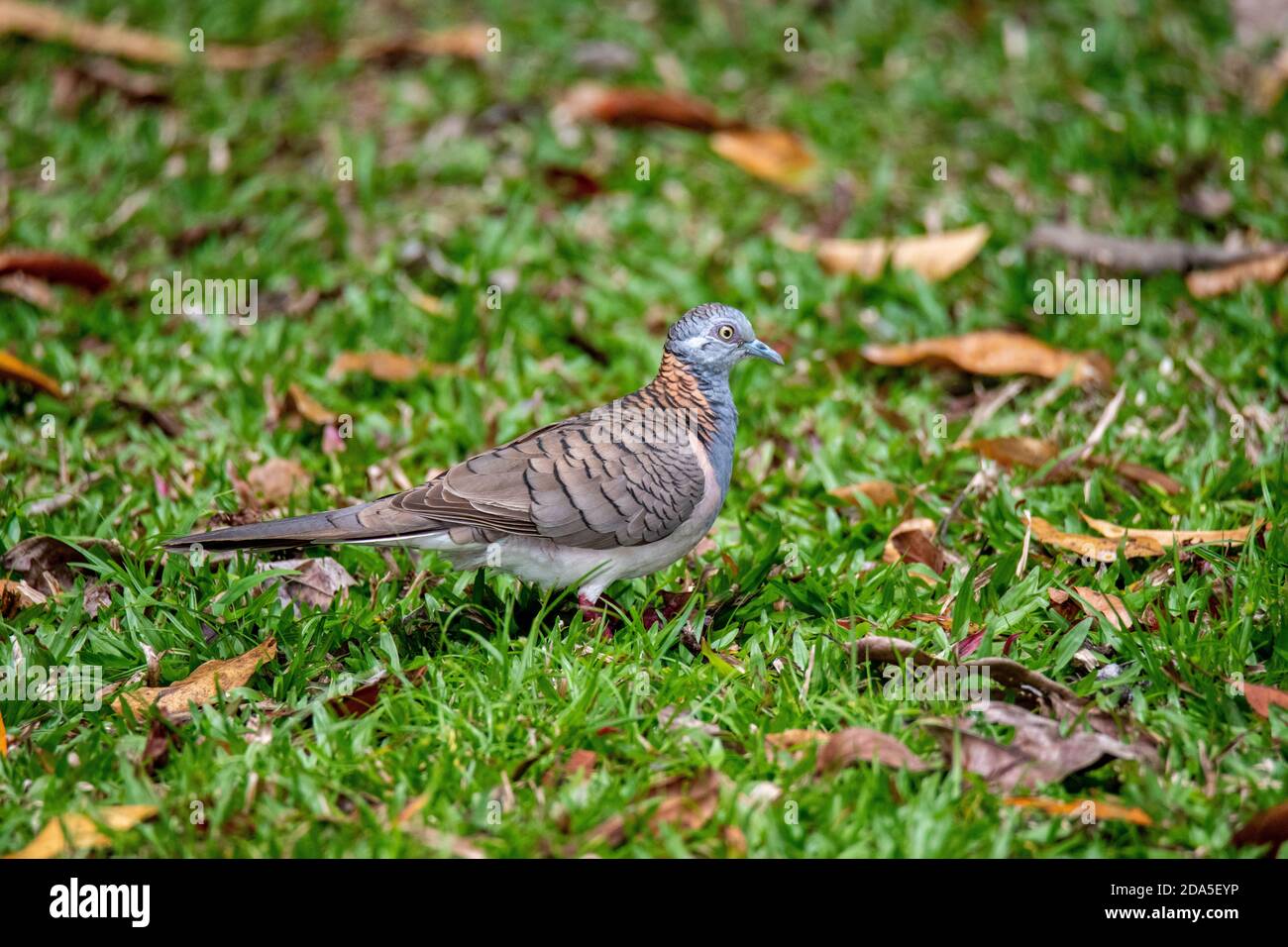 Bar-shouldered Dove Geopelia humeralis Kingfisher Park Birdwatchers Lodge, Queensland, Australien 2 November 2019 Erwachsene Columbidae Stockfoto