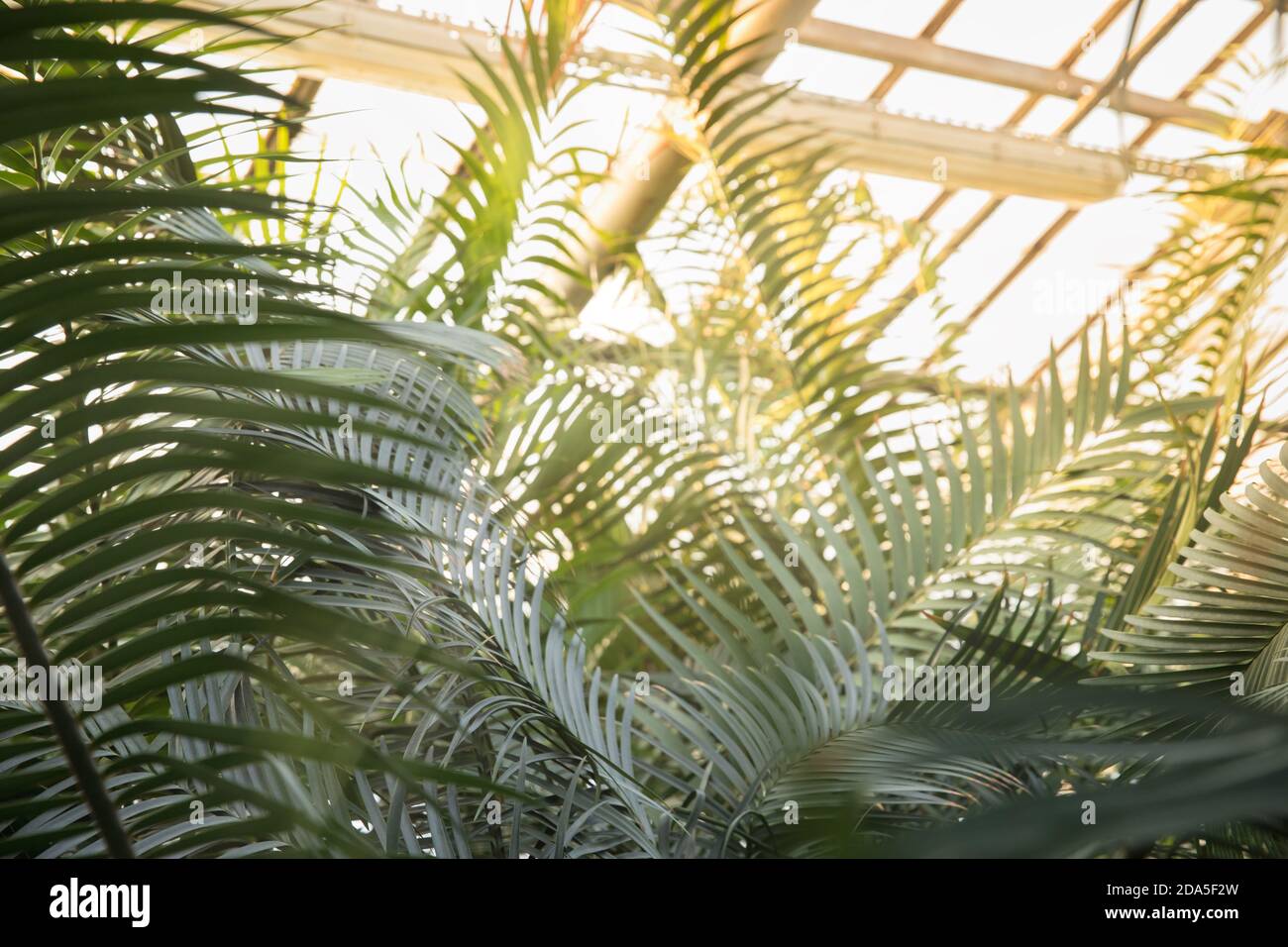 Gewächshaus mit verschiedenen Palmen an sonnigen Tagen, horizontal, innen/ exotische tropische immergrüne Pflanzen im botanischen Garten, Glasdach im Hintergrund/ Stockfoto