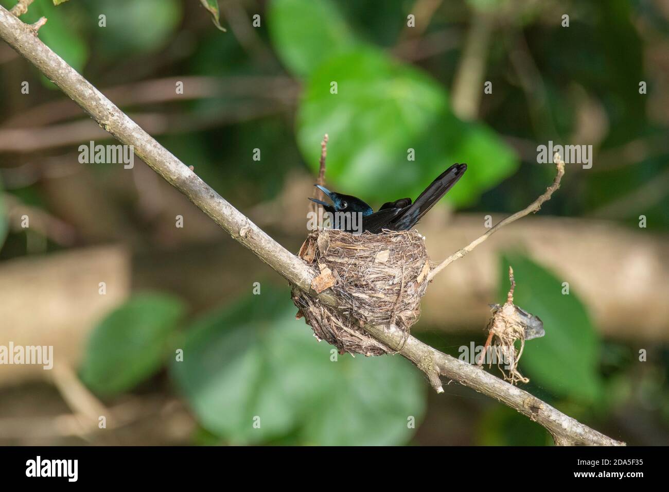 Leuchtender Fliegenfänger Myiagra alecto Daintree. Queensland, Australien 3. November 2019 Erwachsene männliche singen auf Nest. Monarchidae Stockfoto