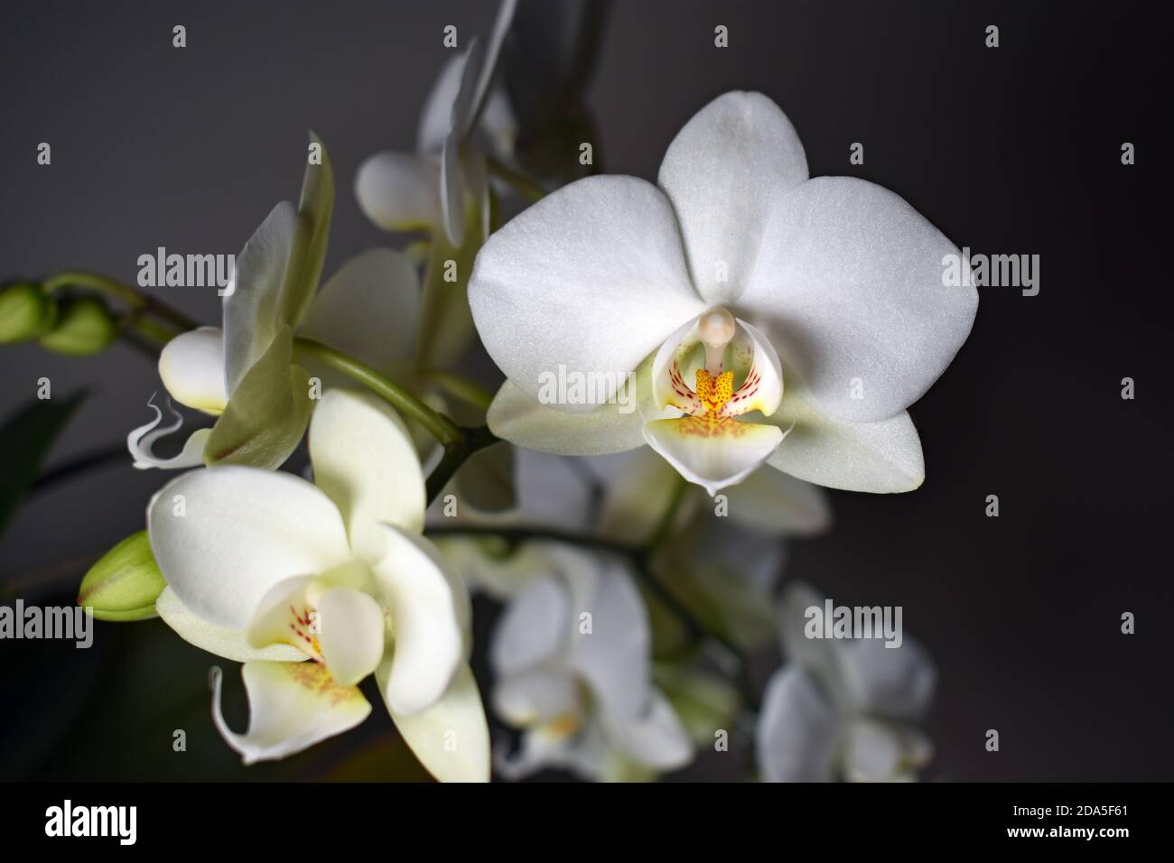 Eine weie Orchidee (Phalaenopsis) in der Blte. Weie Bltenbltter mit  einem gelben und rosa Stempel vor dunkelgrauem Hintergrund. Stngel und  andere Blumen sind im Blick Stockfotografie - Alamy