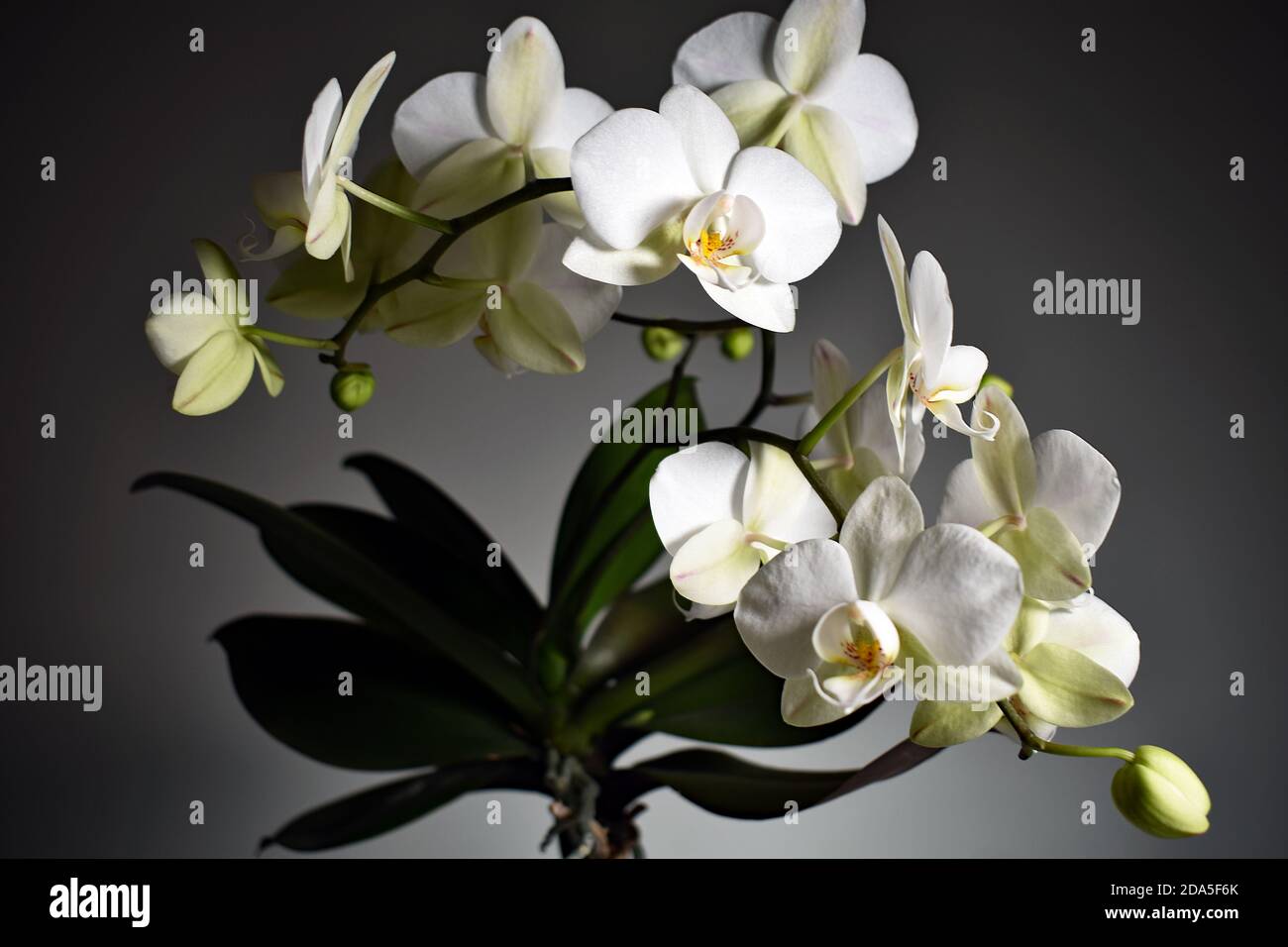 Eine Weiße Orchidee (Phalaenopsis) vor einem allmählich verblassenden weißen bis grauen Hintergrund. Die weiß blühende Orchidee scheint von einem Scheinwerfer beleuchtet zu werden. Stockfoto