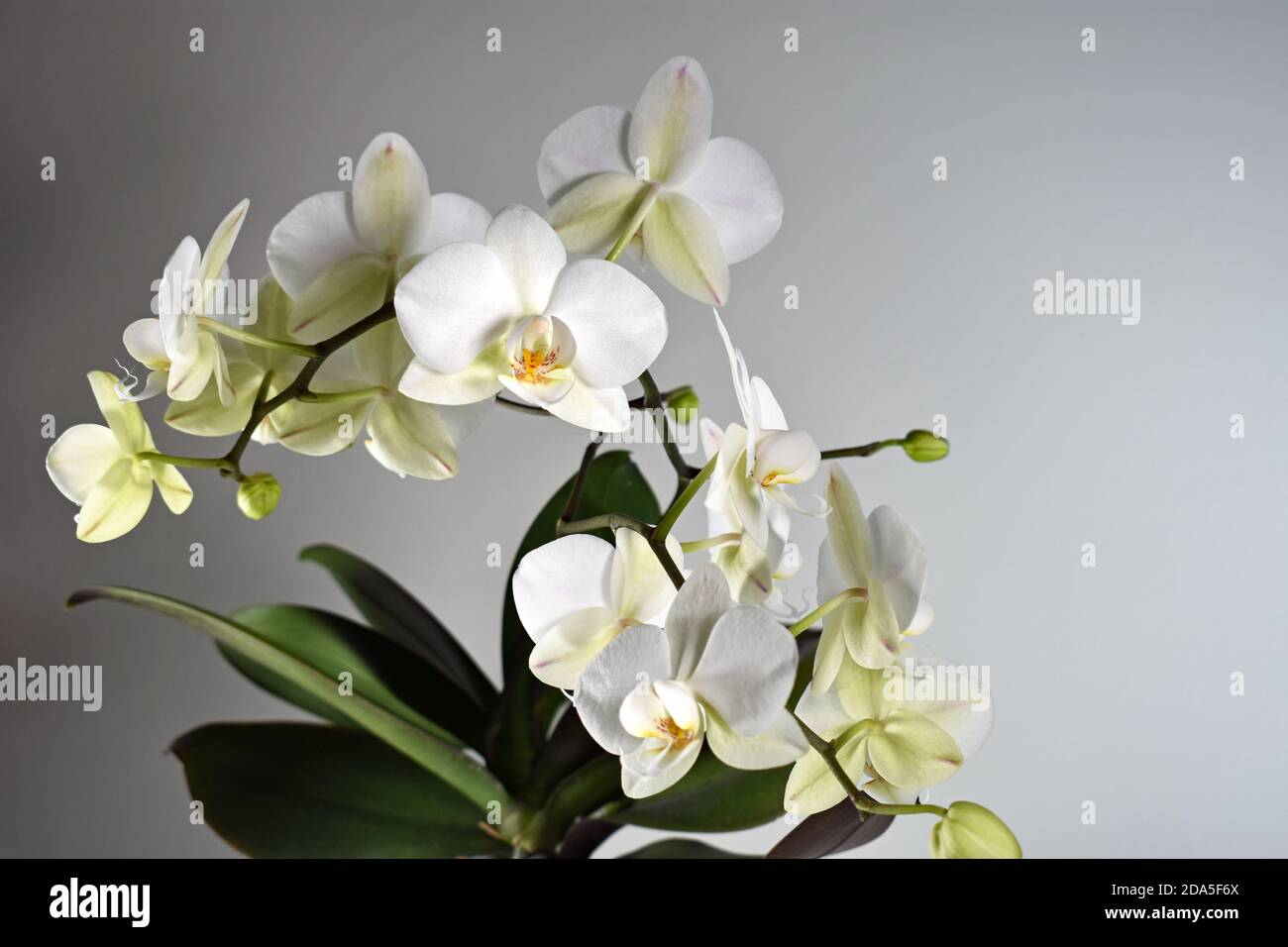Eine weiße Orchidee (Phalaenopsis) in der Blüte. Der Blütenstiel und die grünen Blätter vor einem schlichten, grauen Hintergrund mit Kopiefläche. Stockfoto