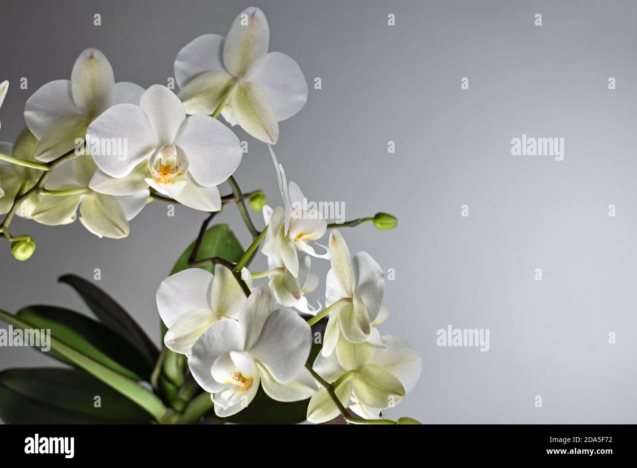 Eine weiße Orchidee (Phalaenopsis) in der Blüte. Der Blütenstiel und grüne Blätter eine Seite des schlichten hellgrauen Hintergrunds mit schwarzem Kopierraum. Stockfoto
