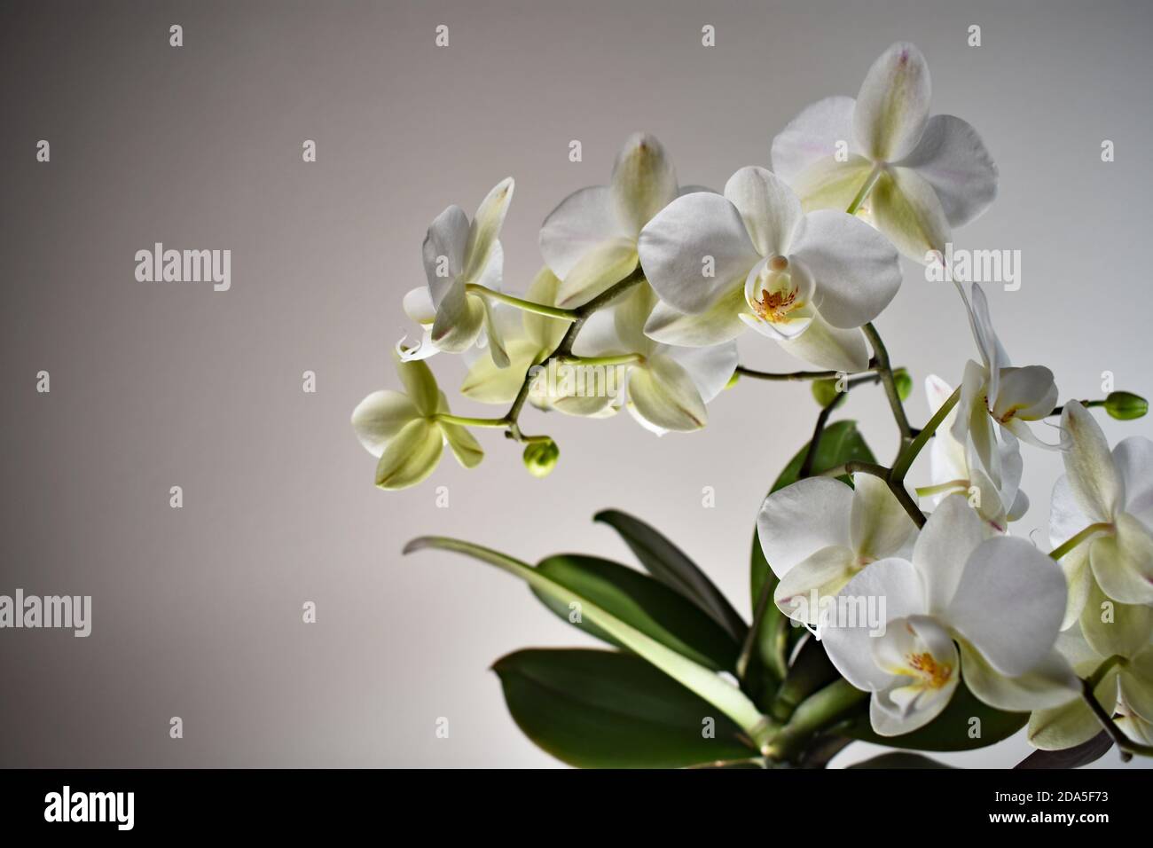 Eine weiße Orchidee (Phalaenopsis) in der Blüte. Der Blütenstiel und die grünen Blätter vor einem schlichten, hellen Hintergrund. Leerzeichen und leere Bereiche kopieren. Stockfoto