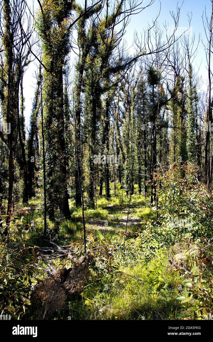 Die Bäume brannten während der Buschbrände im südlichen New Südwales während des australischen Sommers, das ein gutes Nachwachsen zeigt Dringend benötigter Regen Stockfoto