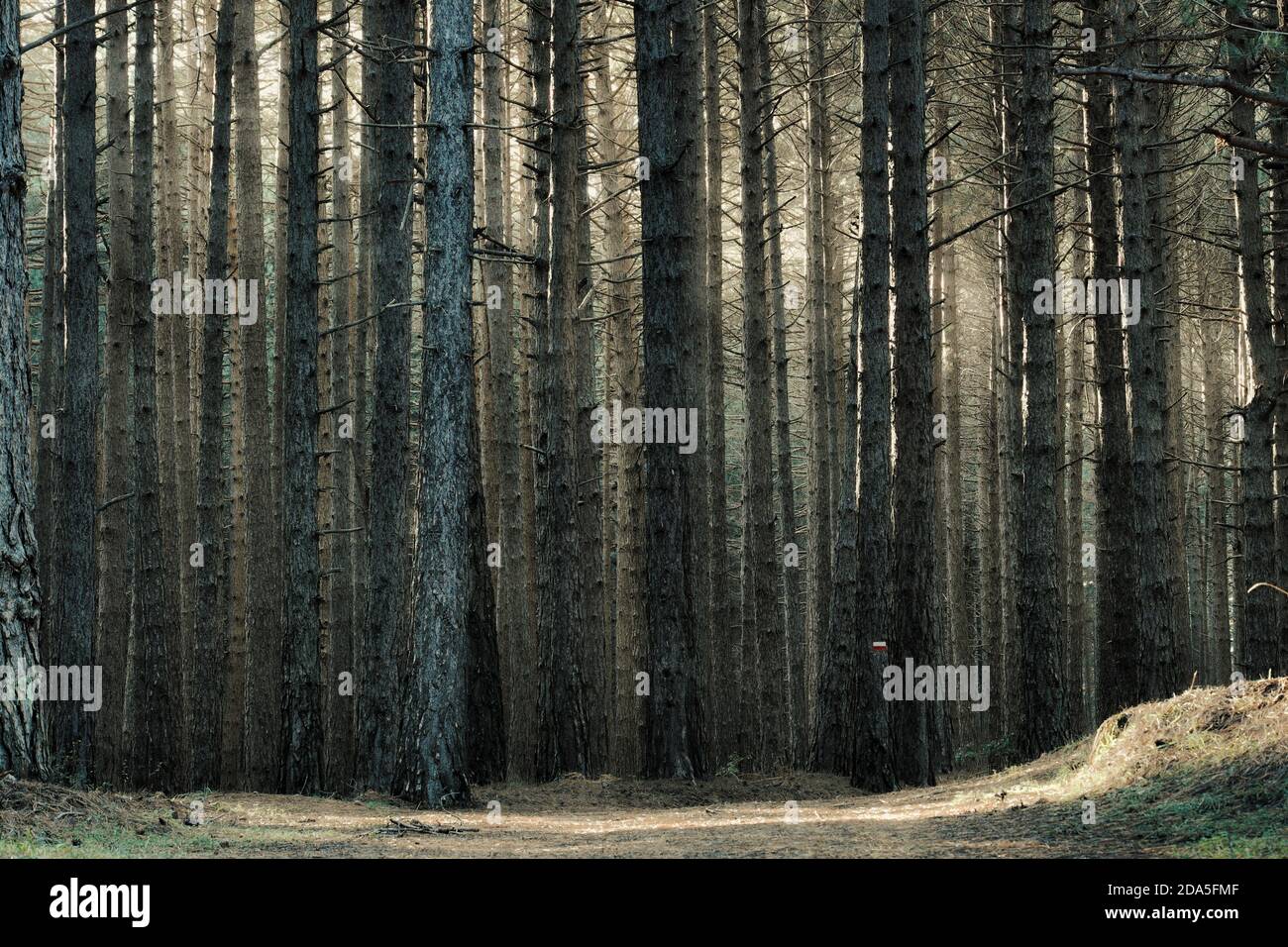 Herbstliche dichte und hohe Stämme Kiefernwald Hintergrund im Ätna Park, Sizilien Stockfoto