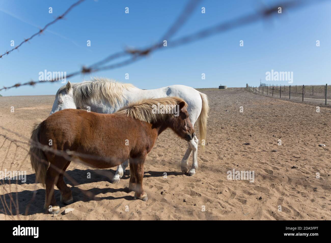 Ein Bauernhof mit Ponys und anderen verschiedenen Tieren, die Sie neben dem Eingang des Samouqueira Strandes, an der Küste von Alentejo, in Portugal sehen können Stockfoto