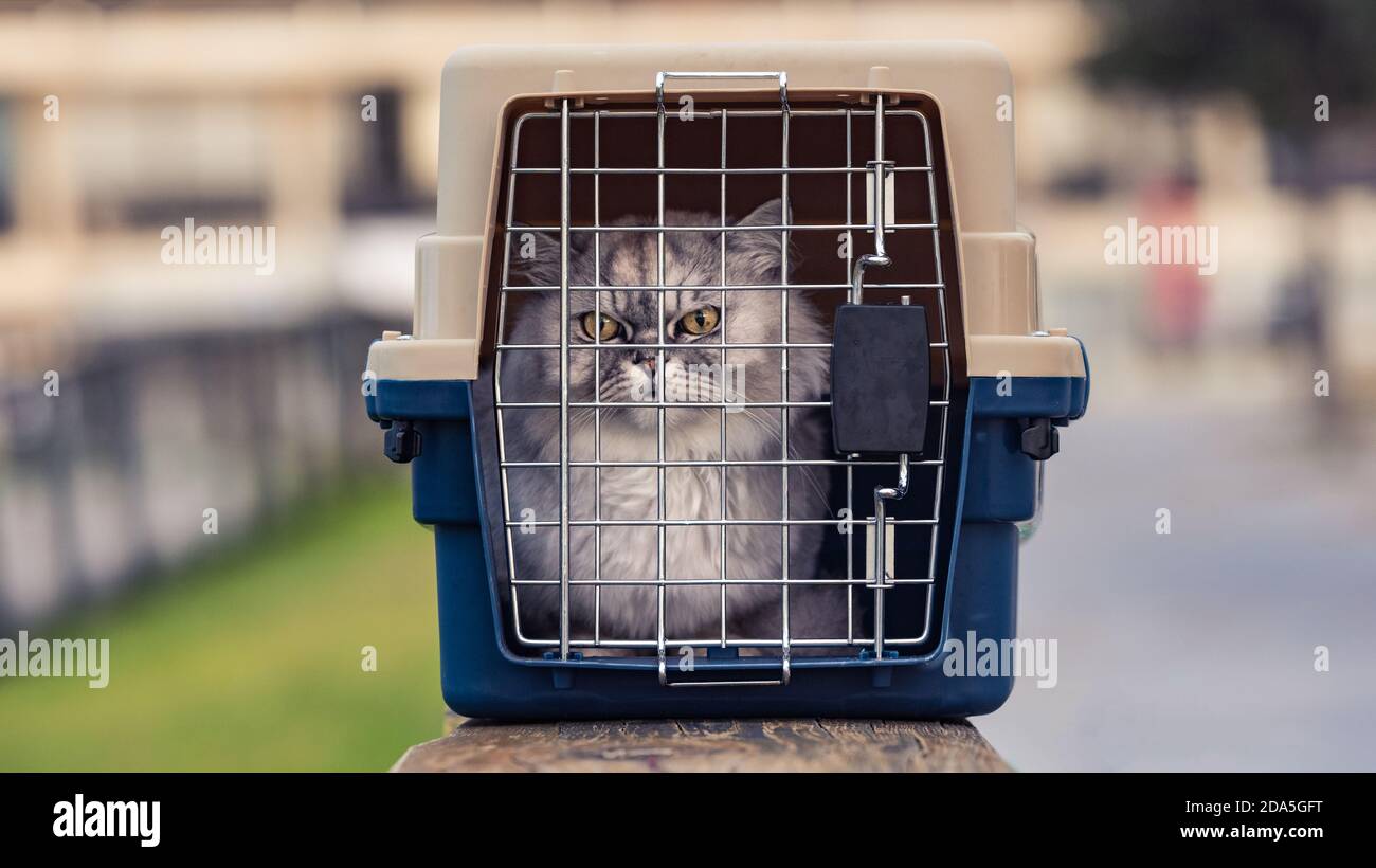 Schöne Vollblut Katze sitzt in harten PET-Reise-Träger. Stockfoto