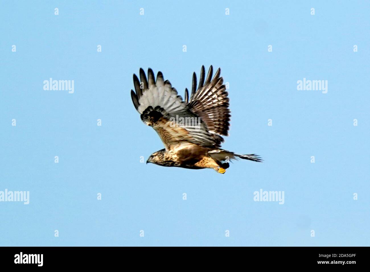 Rough legged Hawk Jugendliche und Erwachsene Stockfoto