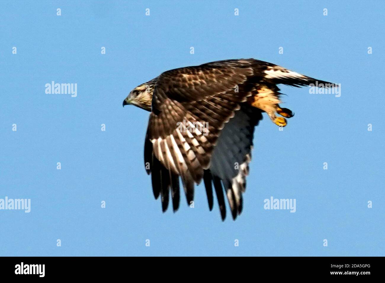 Rough legged Hawk Jugendliche und Erwachsene Stockfoto