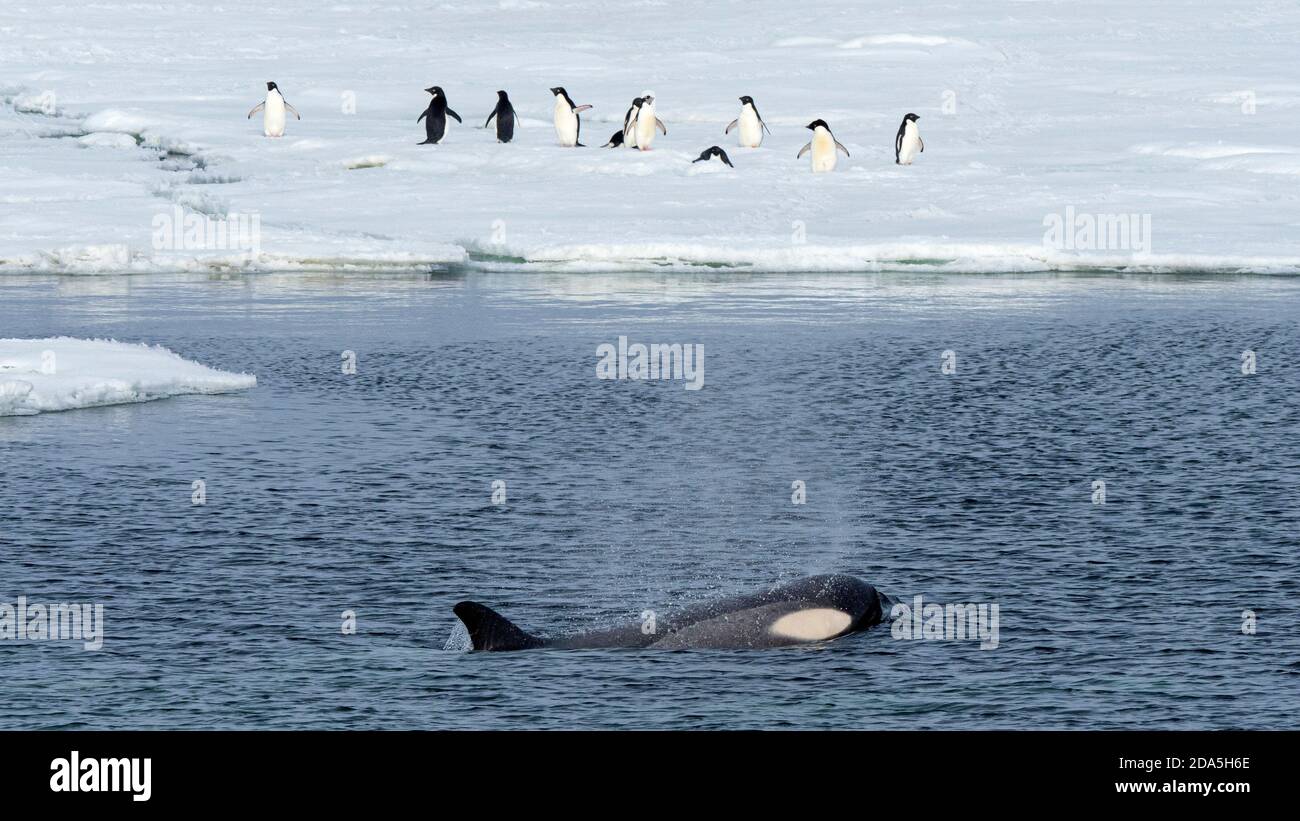 Typ Big B Killerwal, Orcinus Orca, schwimmen vorbei an Pinguinen, im Weddellmeer, Antarktis. Stockfoto