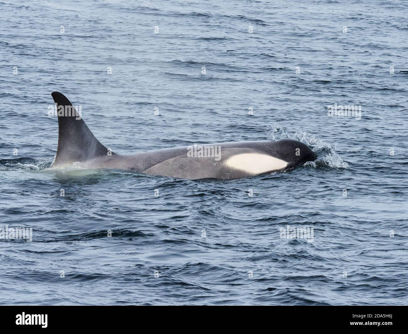 Typ Big B Killerwal, Orcinus Orca, sucht Eisschollen nach Nadelgehiften im Weddellmeer, Antarktis. Stockfoto