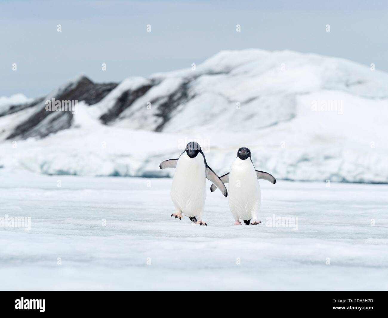 Adélie Pinguine, Pygoscelis adeliae, auf schnellem Eis in der Nähe von Devil Island, Weddellmeer, Antarktis. Stockfoto