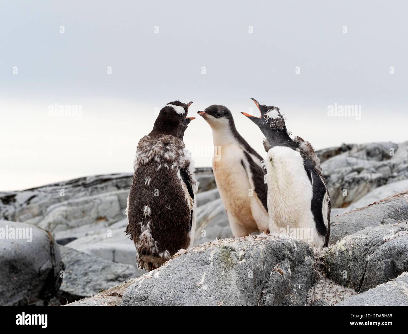 Gentoo-Pinguine, Pygoscelis papua, Mauser in der Brutkolonie auf Petermann Island, Antarktis. Stockfoto