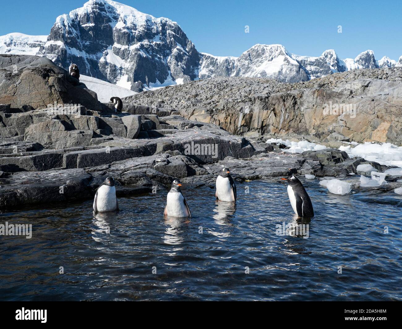 Gentoo-Pinguine, Pygoscelis papua, spielen in einem Schmelzwasserpool am Jougla Point, Wiencke Island, Antarktis Stockfoto