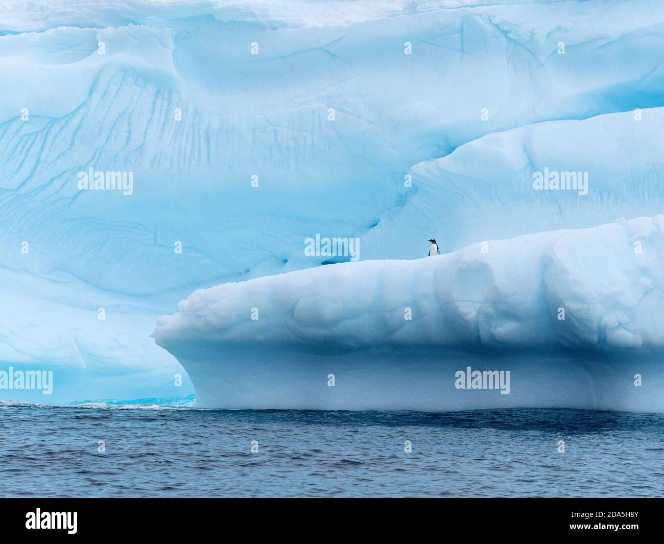 Gentoo Pinguin, Pygoscelis papua, auf Eis auf den spritzigen Inseln, Hughes Bay, Antarktis. Stockfoto