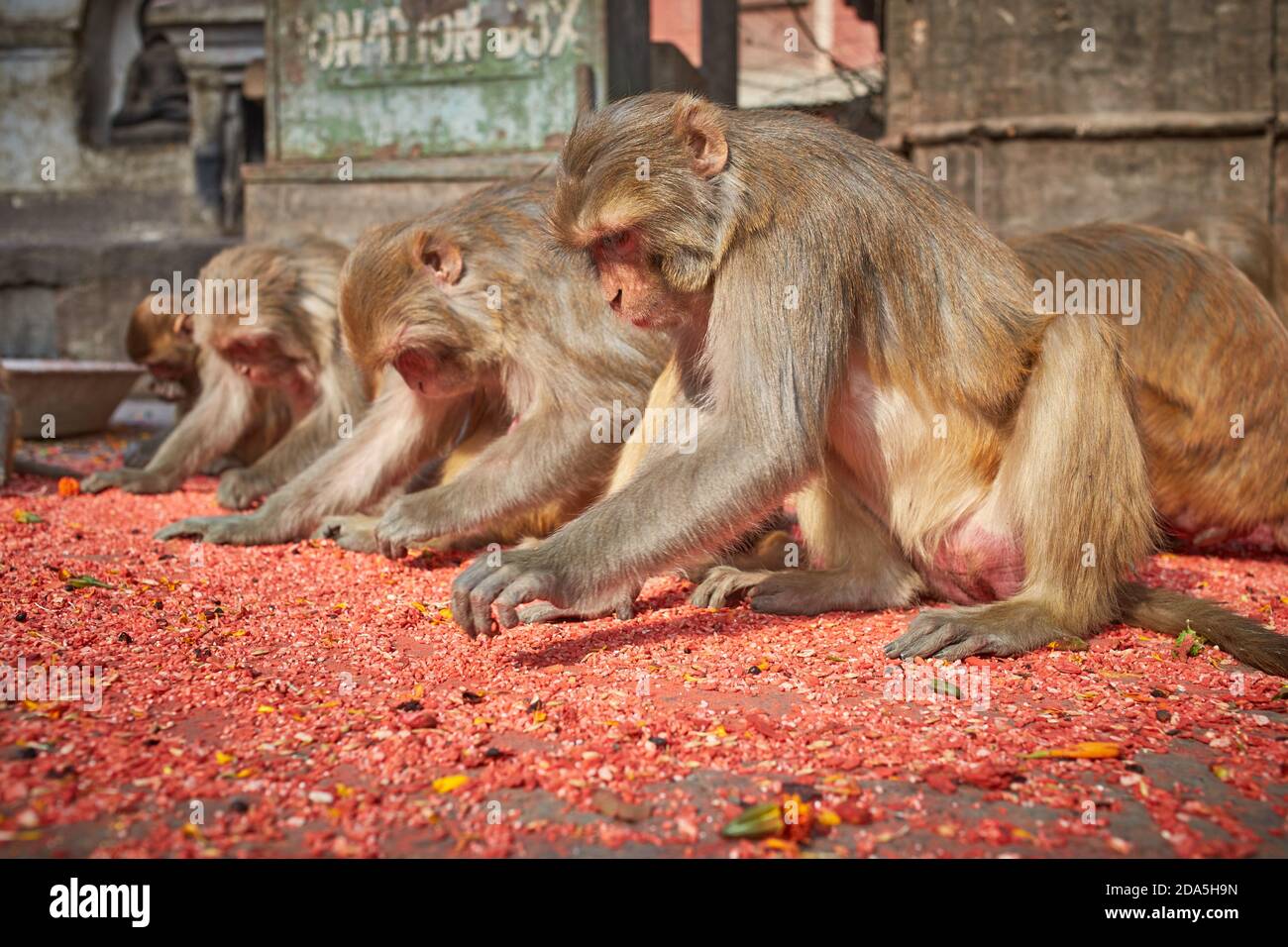 Affen essen auf dem Boden am Swayambhunath Tempel in Kathmandu Stadt. Stockfoto