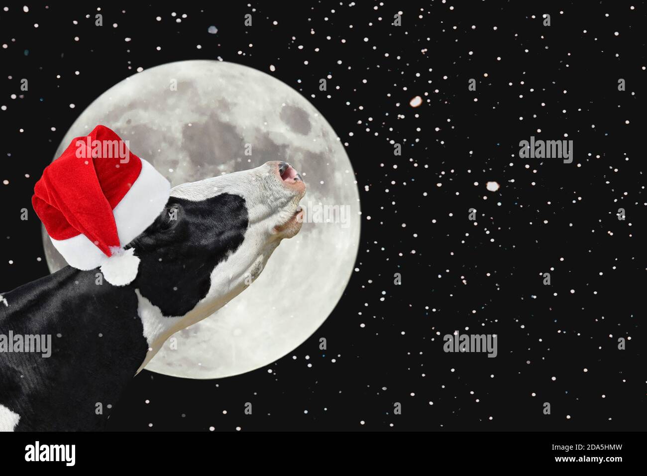 Lustige Kuh in Weihnachten Weihnachtsmütze auf dem Hintergrund der großen hellen Mond. Eine schwarz-weiße Kuh stöhnt am Mond. Nutztiere. Stockfoto
