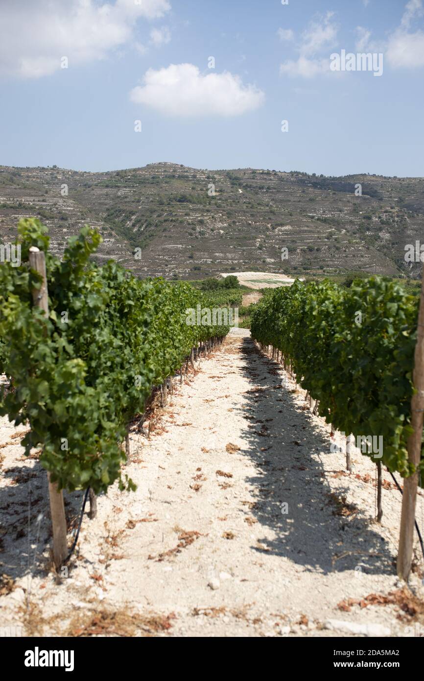 Weinbergslandschaft in der Troodos-Bergregion auf Zypern Stockfoto