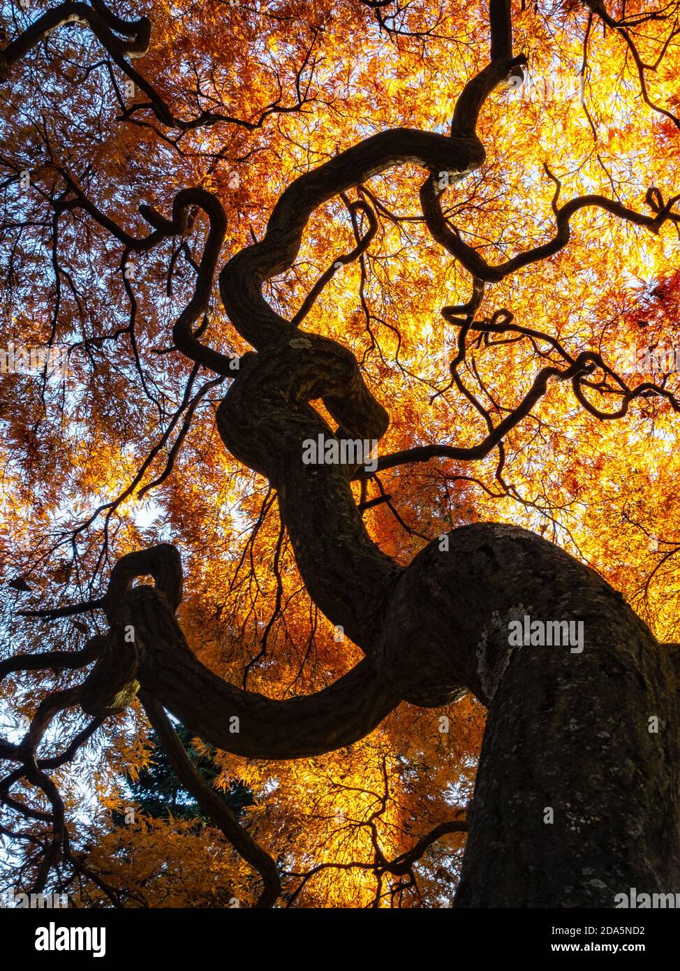 Orangeola Japanischer Ahorn Stockfoto