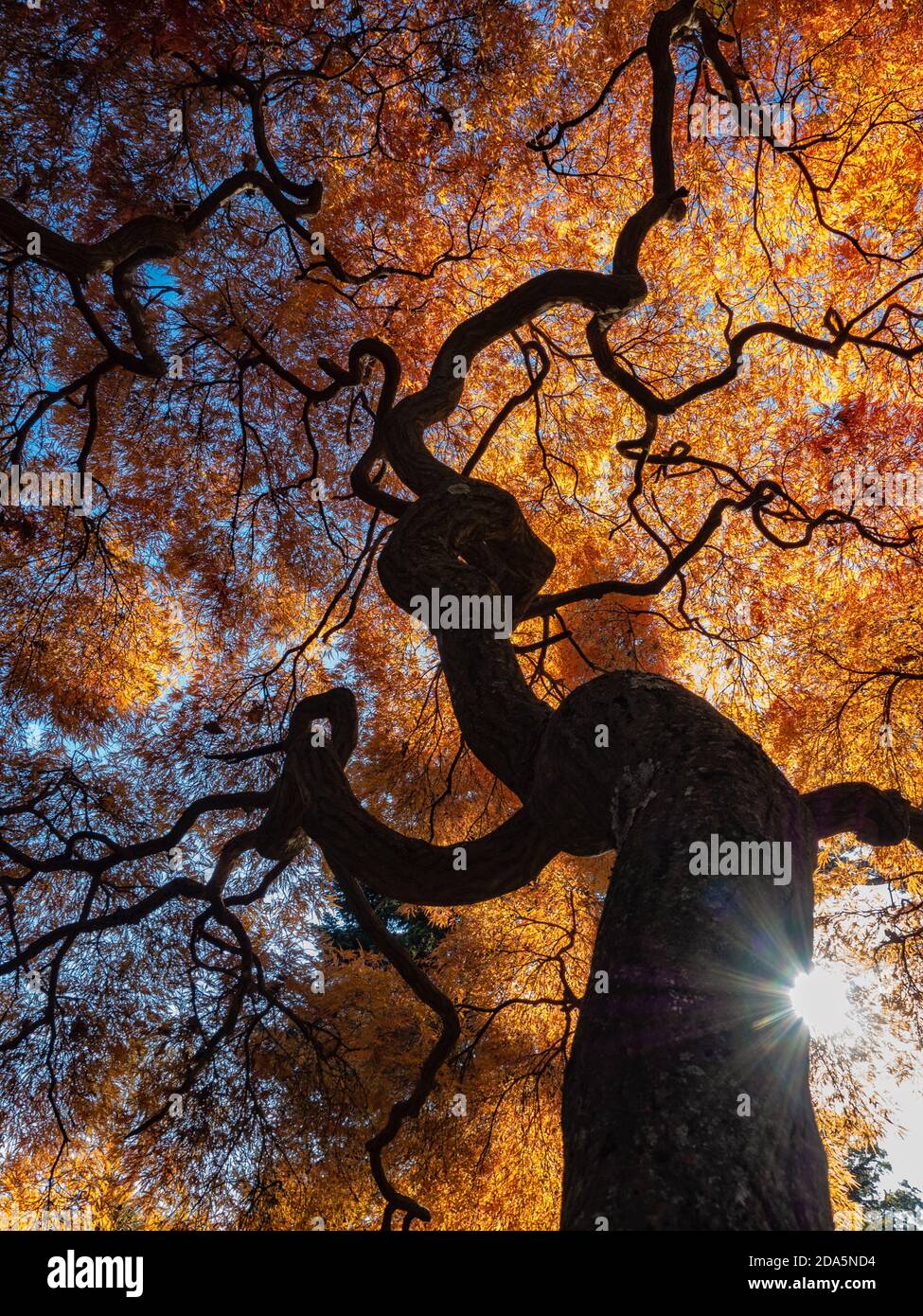 Orangeola Japanischer Ahorn Stockfoto