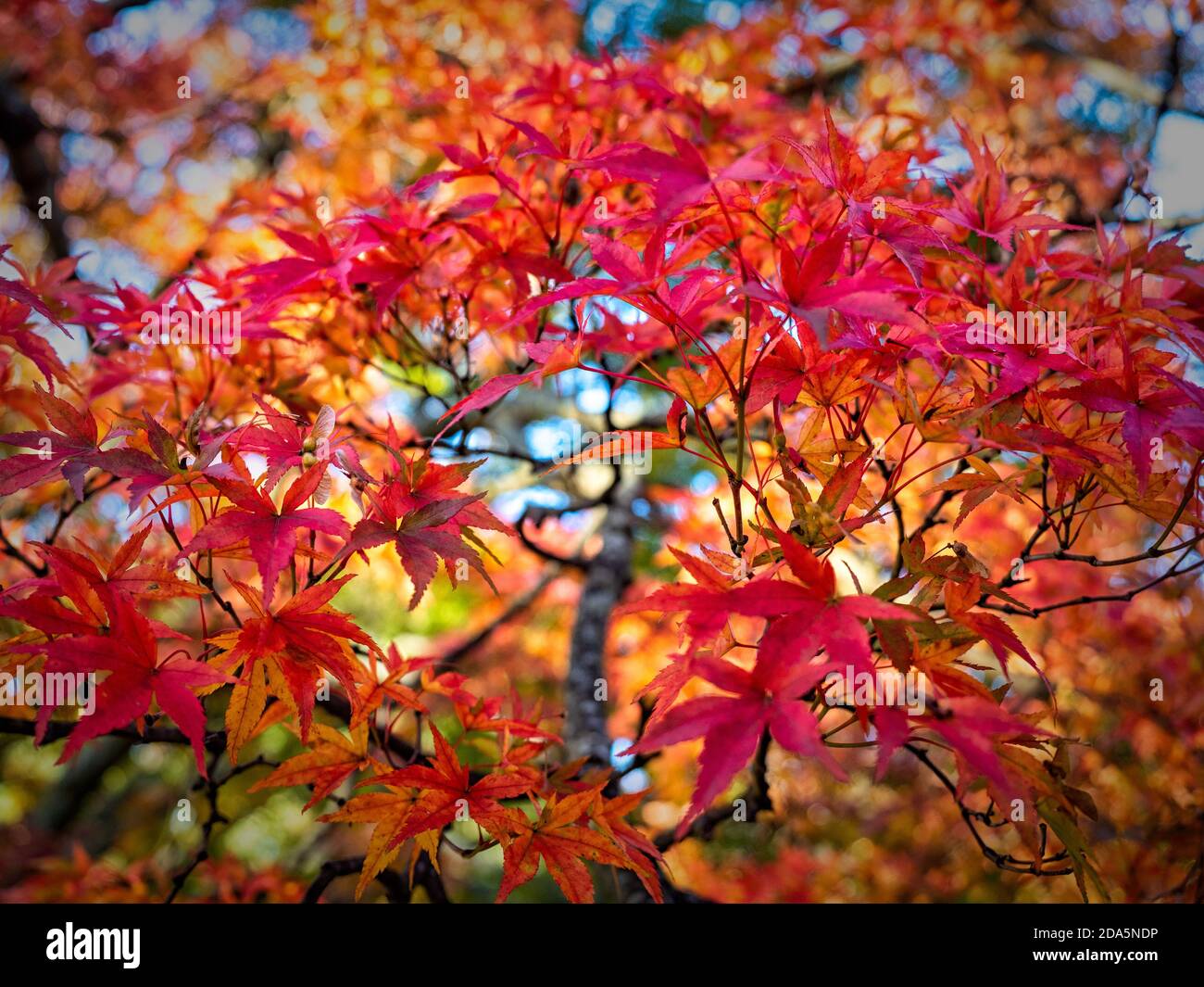 Japanischer roter Ahorn im Herbst Stockfoto