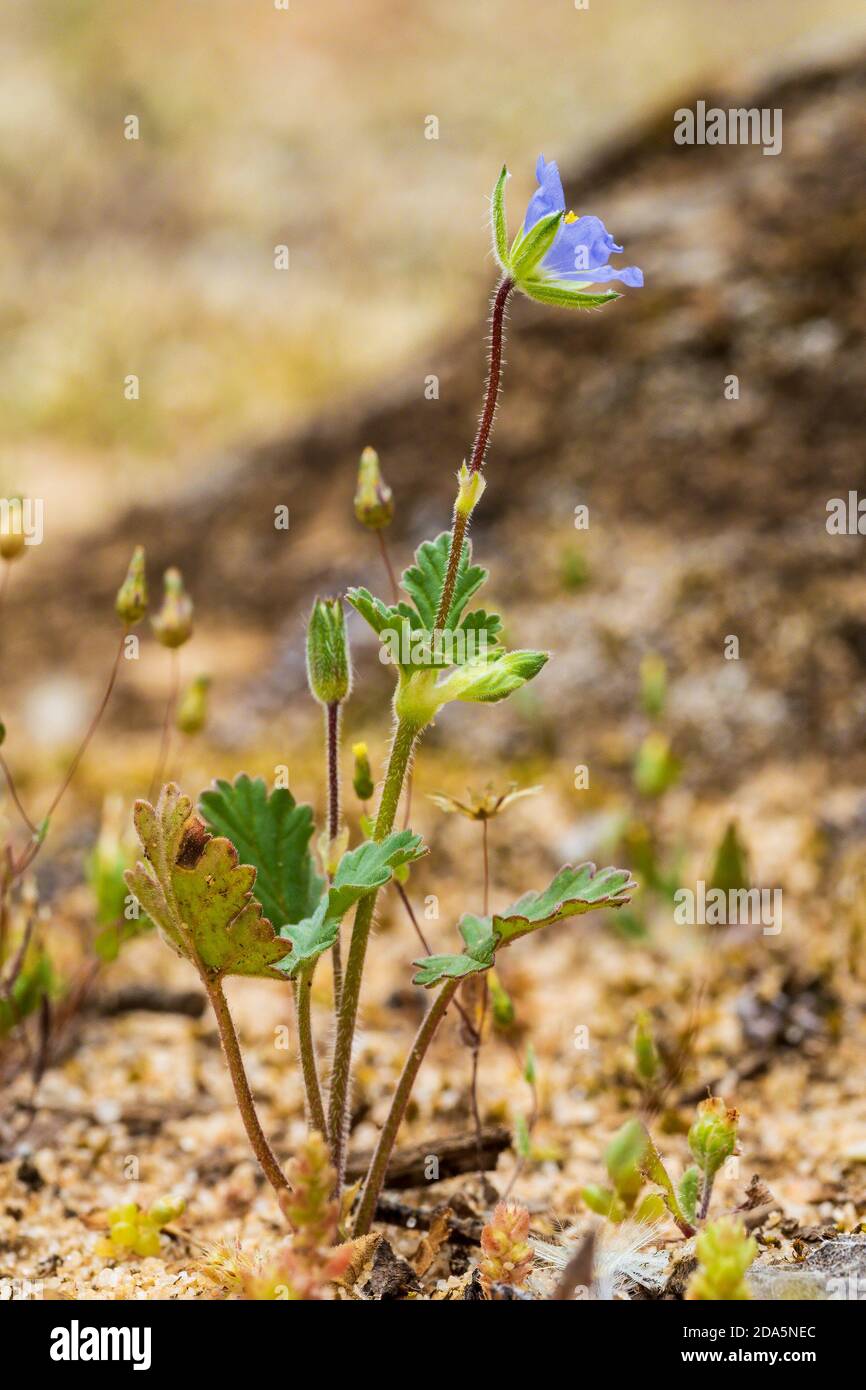 Die blaue Blume des jährlichen Kraut als Blaureiher-Schnabel (Erodium crinitum) bekannt. Stockfoto