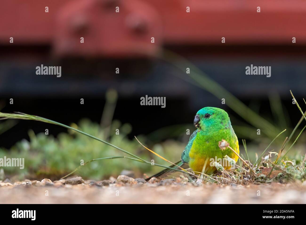 Ein erwachsener Rüsselpapagei (Pseuphotus haematonotus), der sich auf Blütenköpfen im Gras ernährt. Stockfoto