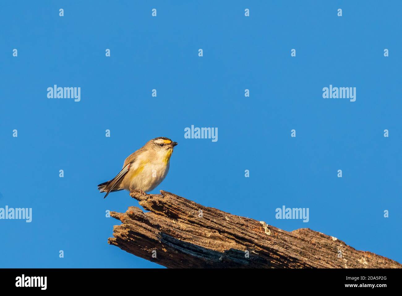 Ein sehr kleiner, kurzschwänziger Vogel, der als gestreift Pardalote (Pardalotus striatus) bekannt ist. Stockfoto