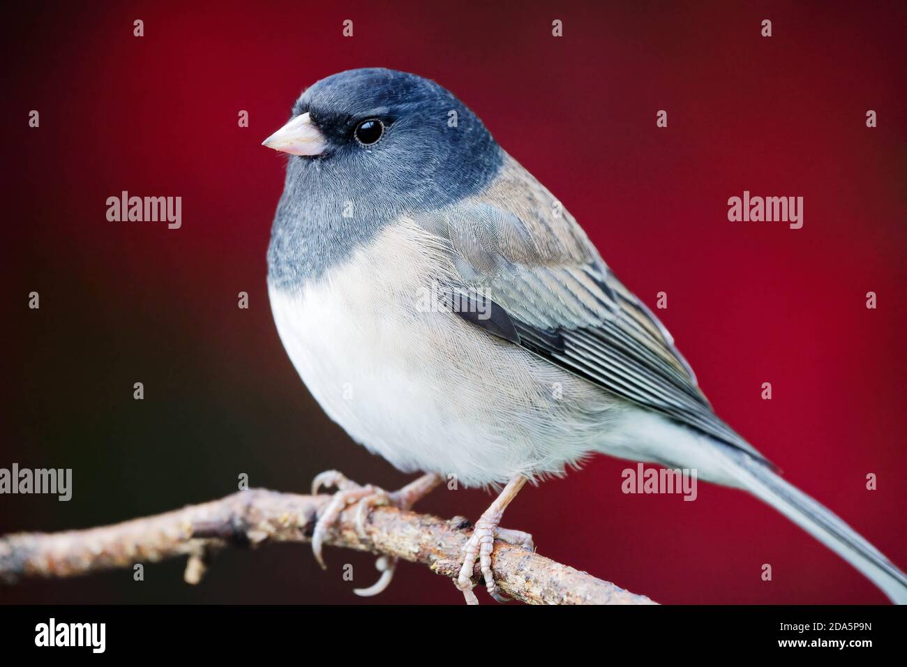 Dunkeläugiger Junco (Junco hyemalis) auf Ast, Herbstfarben im Hintergrund, Snohomish, Washington, USA Stockfoto