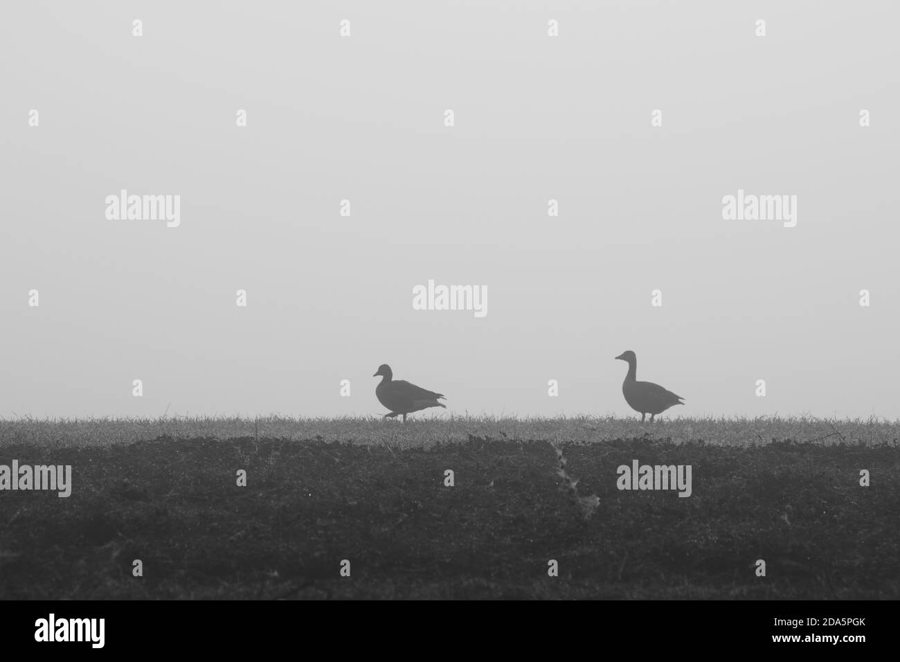 Zwei Wildgänse stehen im Nebel auf einem Feld Stockfoto