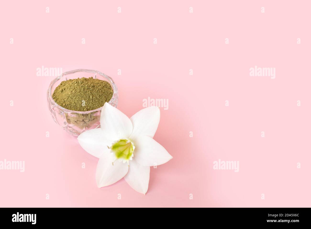 Natürliches Henna Pulver und weiße Blume in einer weiblichen Hand auf einem rosa Hintergrund. Konzept weibliche Schönheit und Kosmetologie. Augenbraue und Haarfärbung. Stockfoto