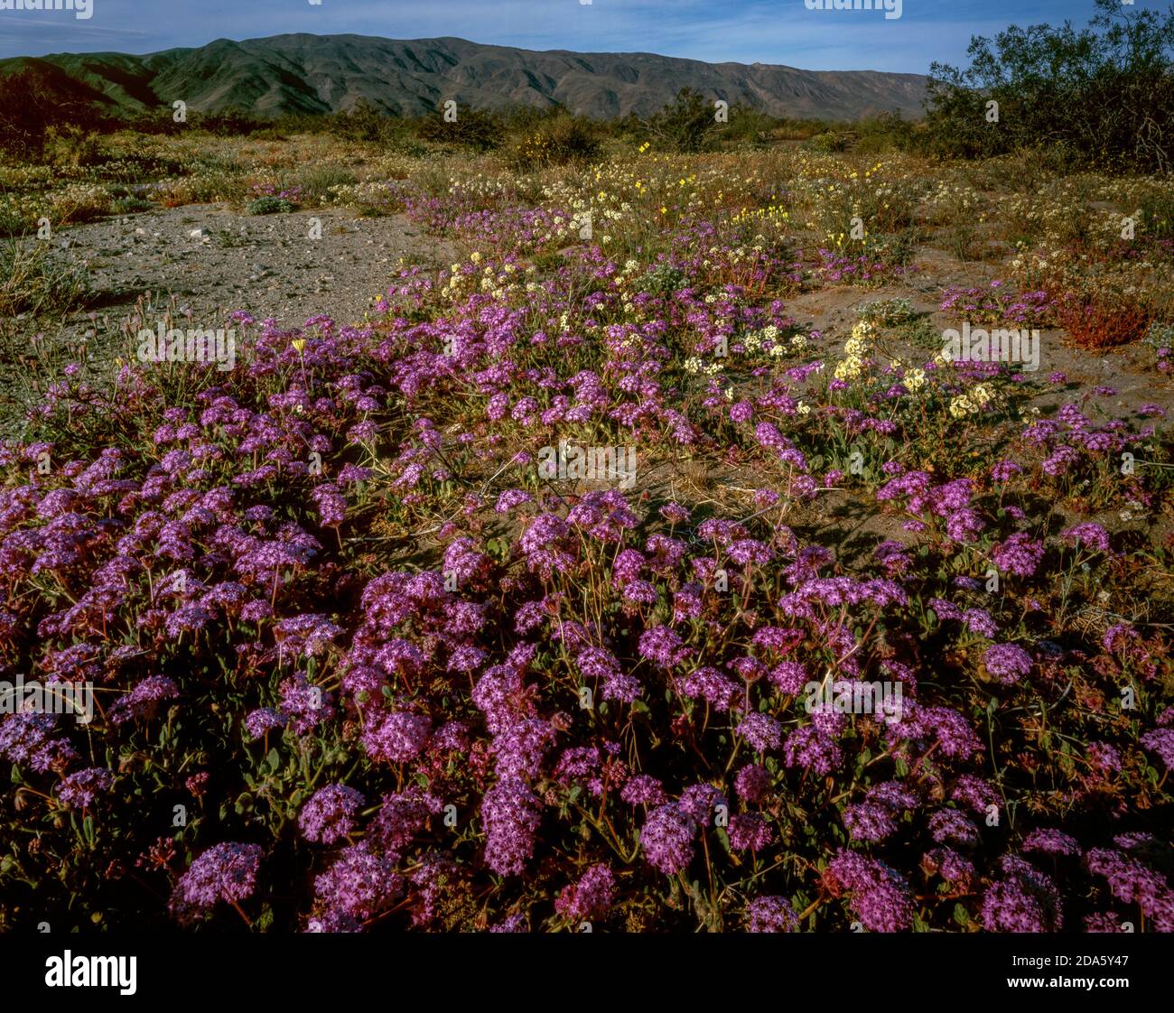 Verbena, Wildflowers, Pinto Basin, Joshua Tree National Park, Kalifornien Stockfoto